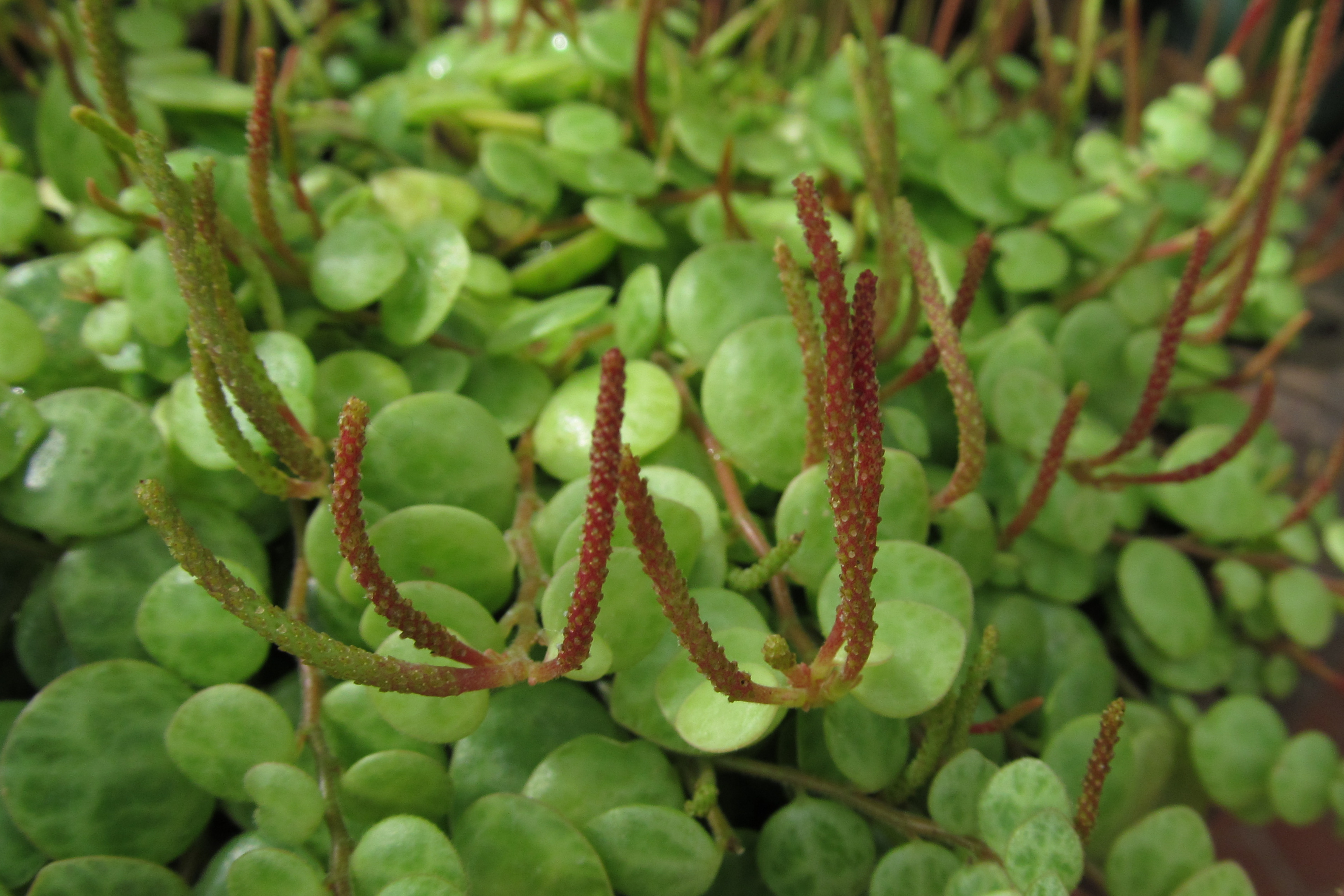 Peperomia prostrata — reference photo