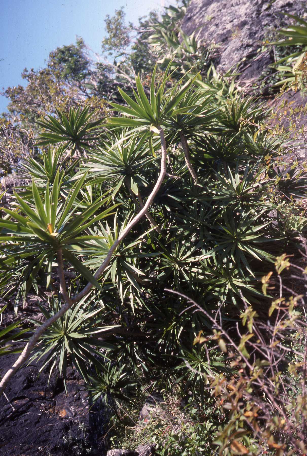 Dracaena marginata — reference photo