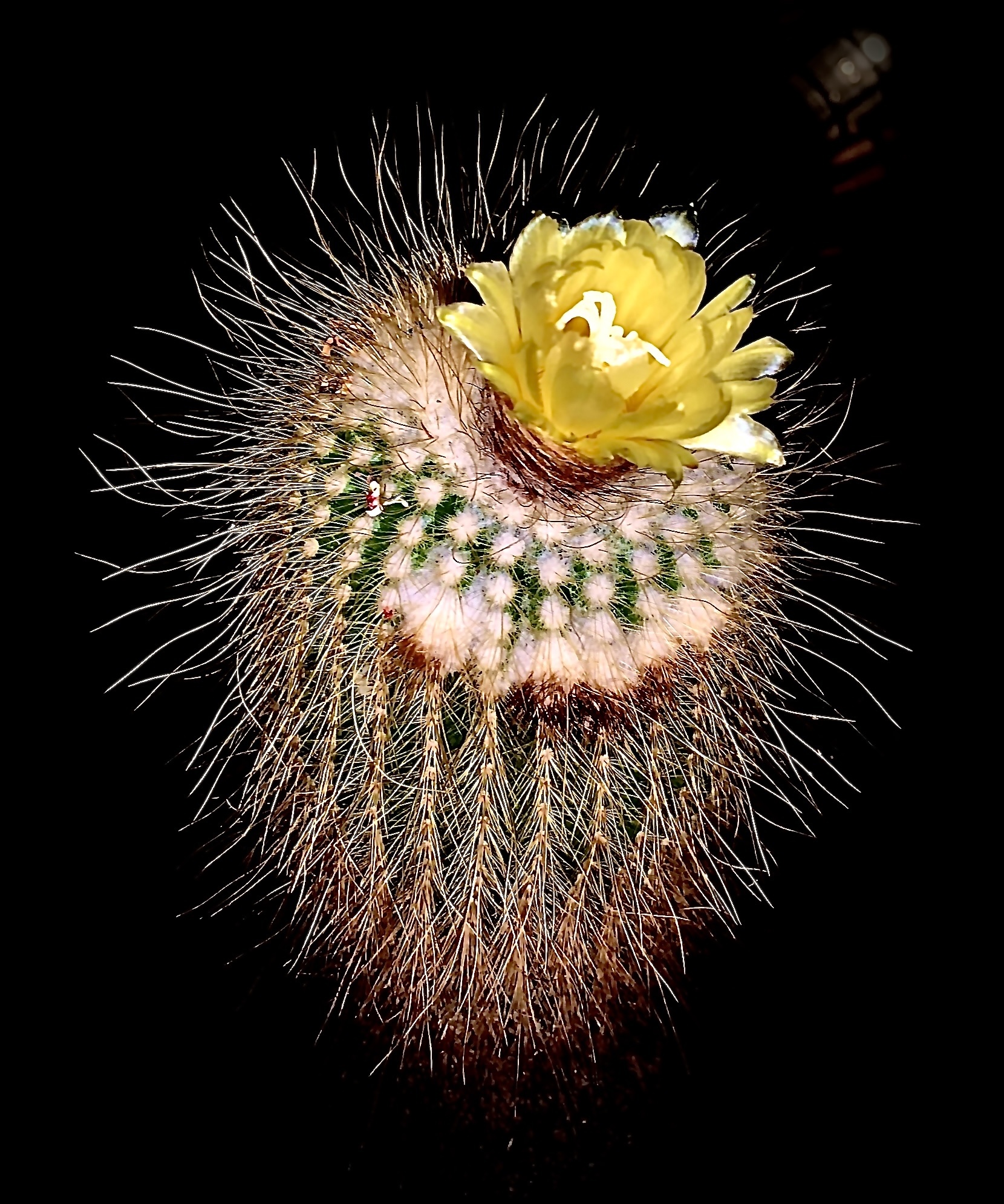 Parodia lenninghausii — reference photo
