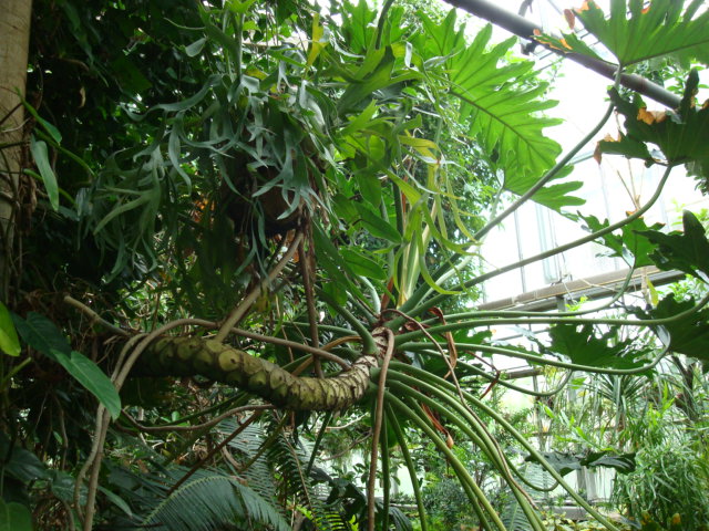Philodendron bipinnatifidum — reference photo