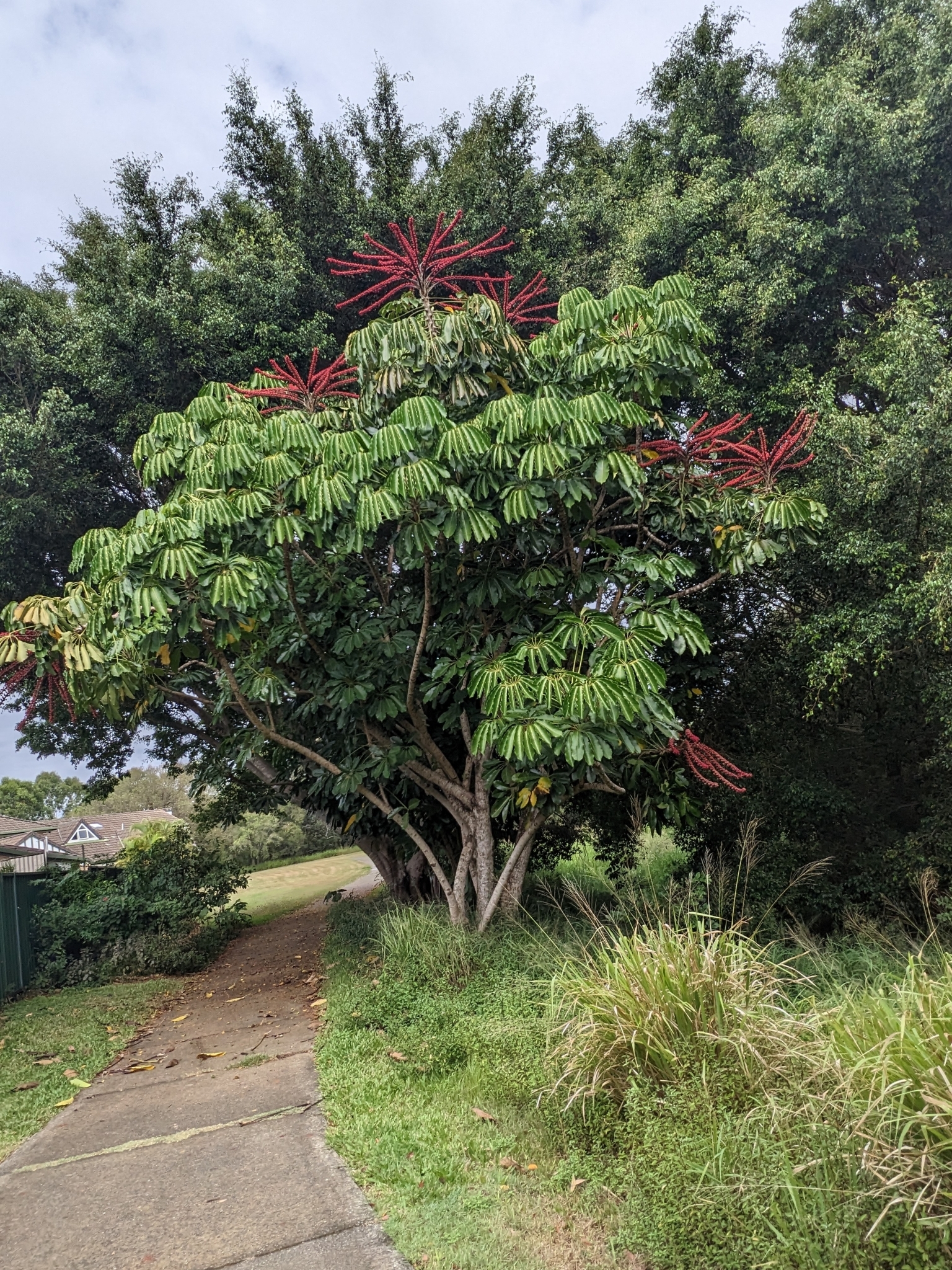 Heptapleurum actinophyllum — reference photo