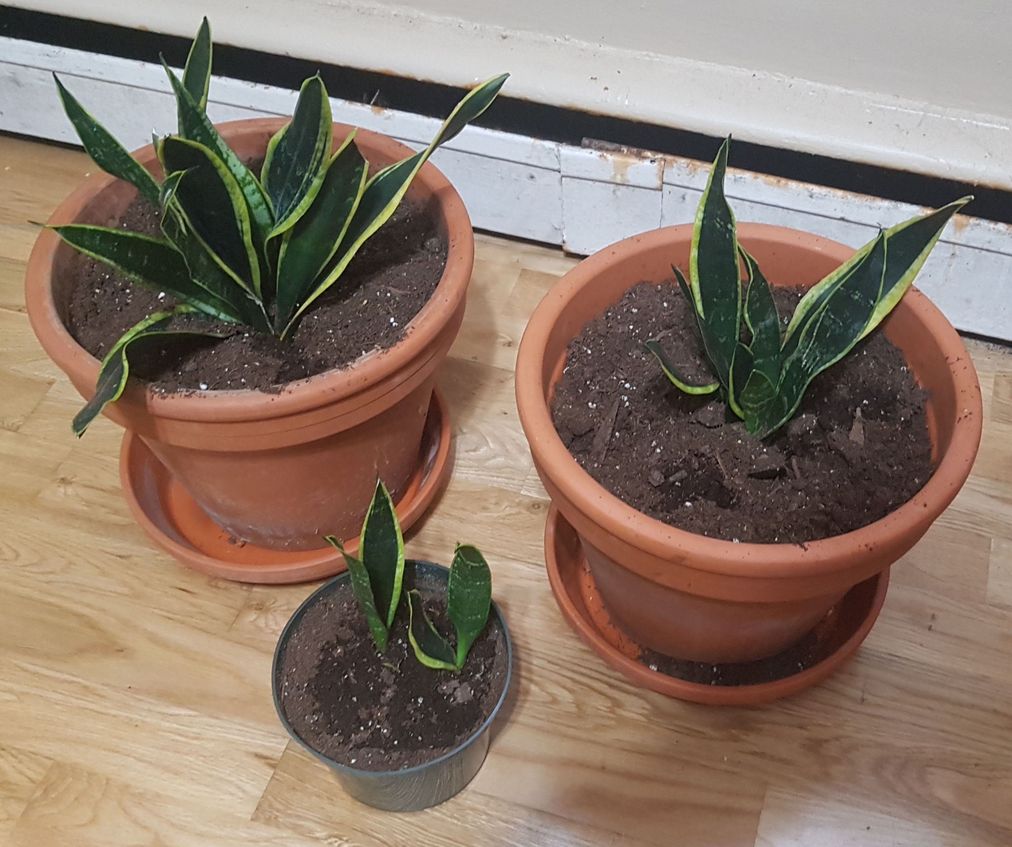 Dracaena trifasciata — reference photo