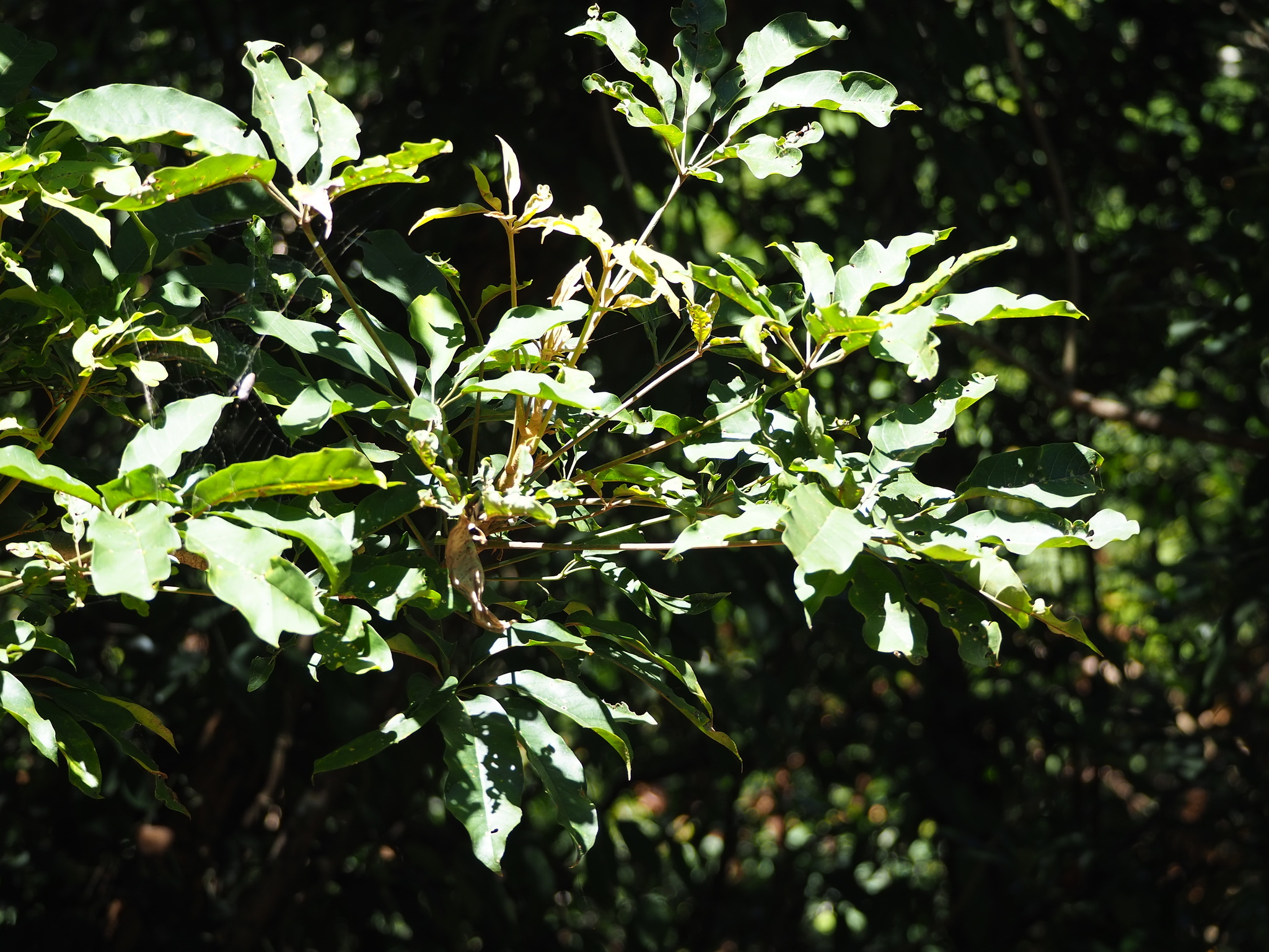 Heptapleurum heptaphyllum — reference photo