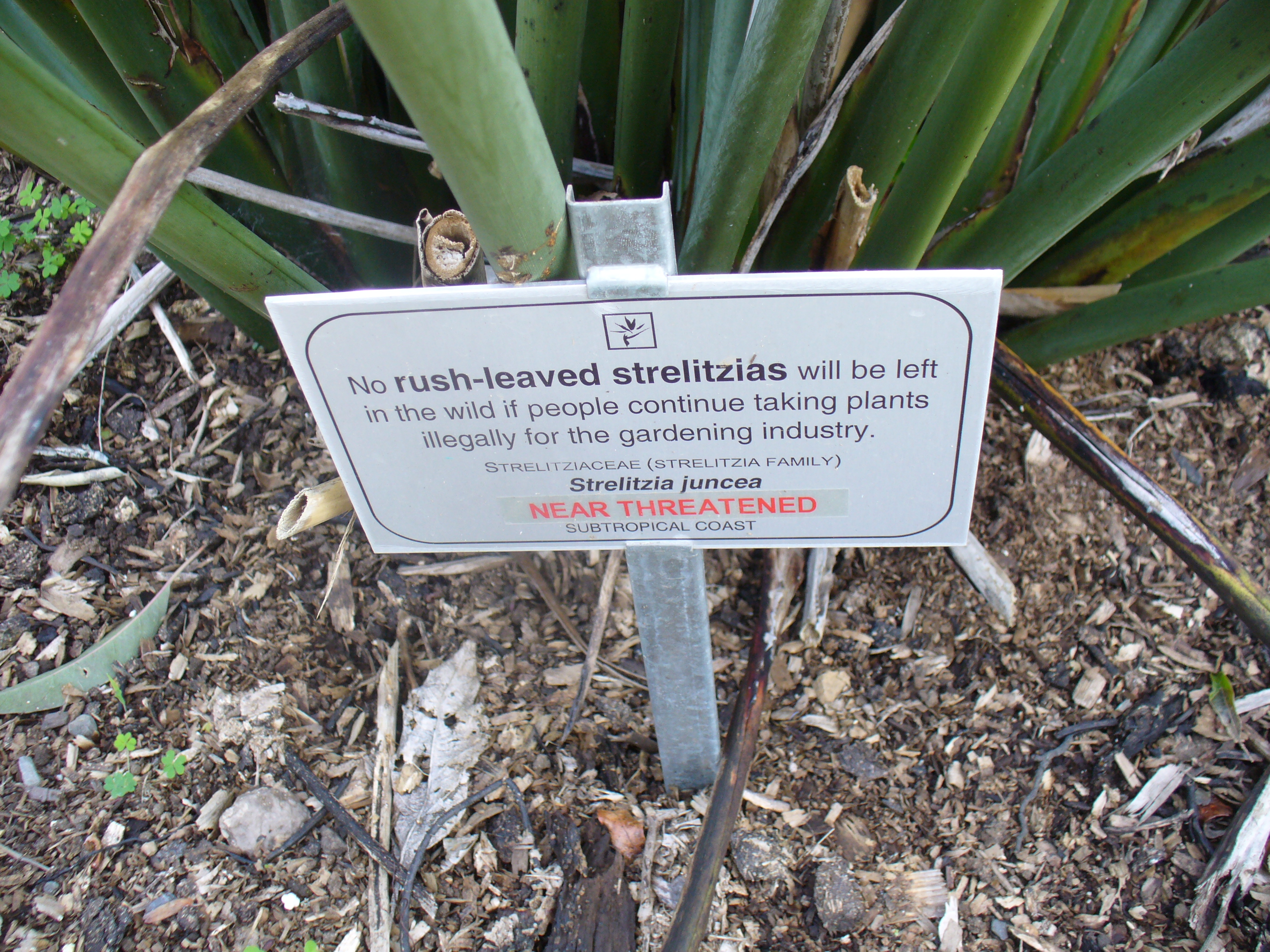 Strelitzia juncea — reference photo