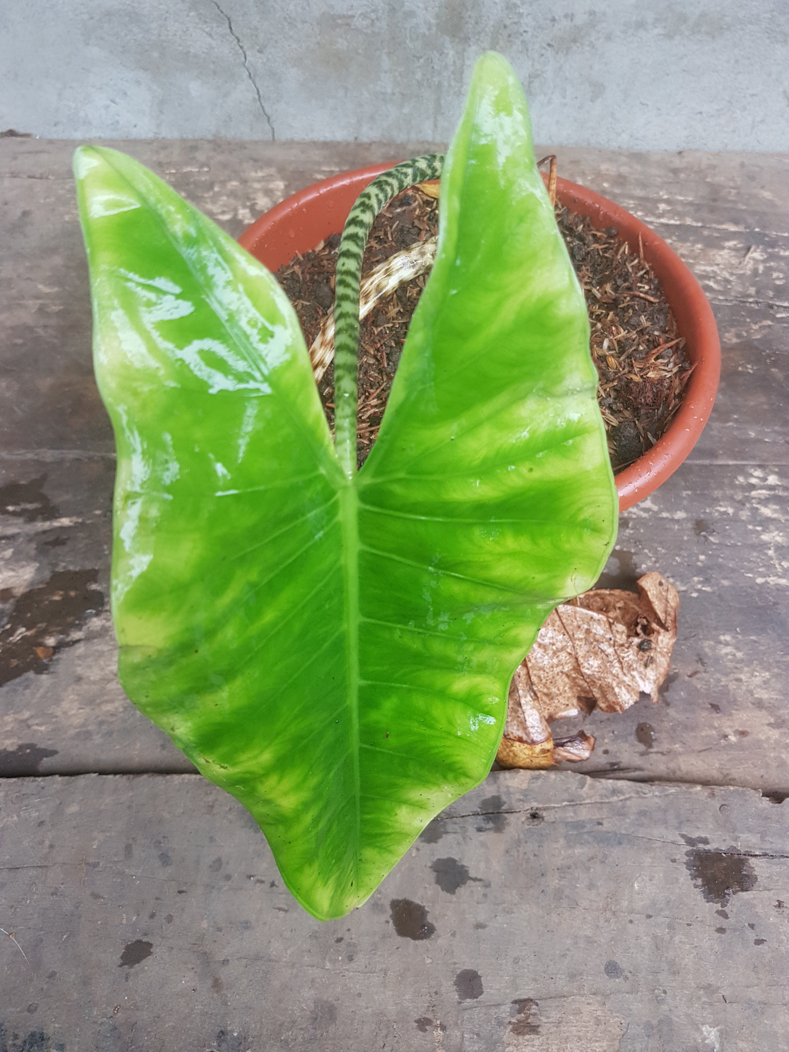 Alocasia zebrina — reference photo