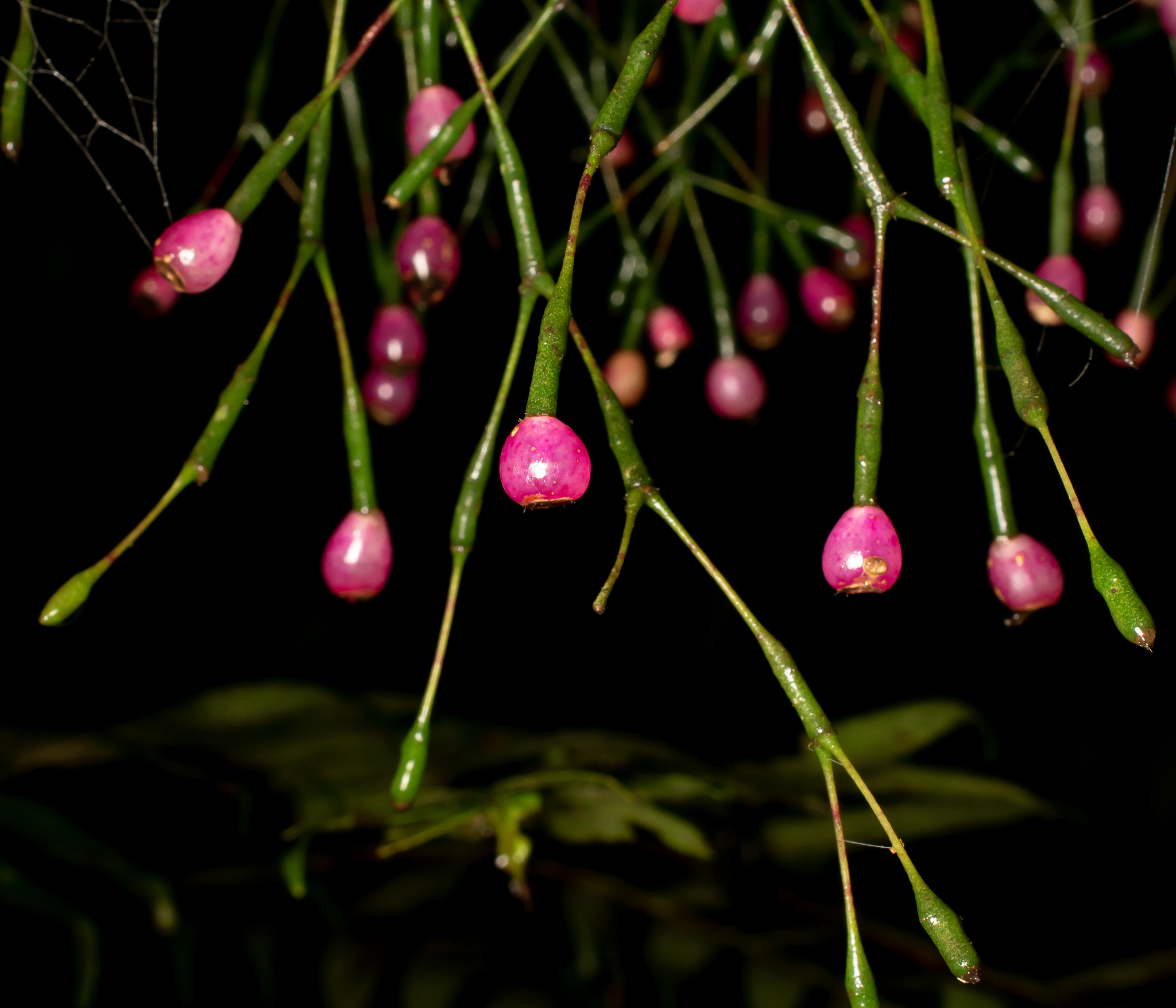 Hatiora salicornoides — reference photo
