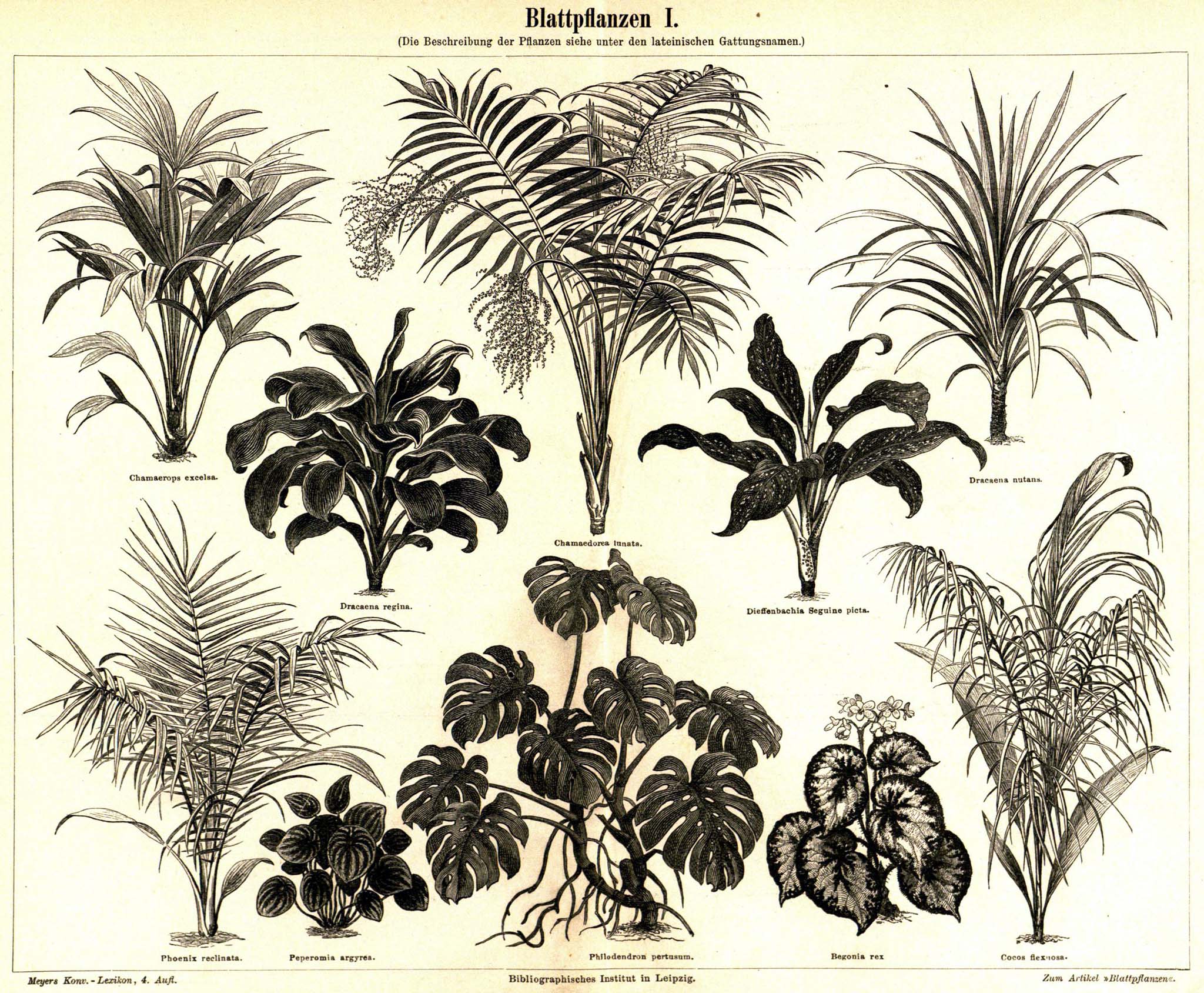 Peperomia argyraea — reference photo