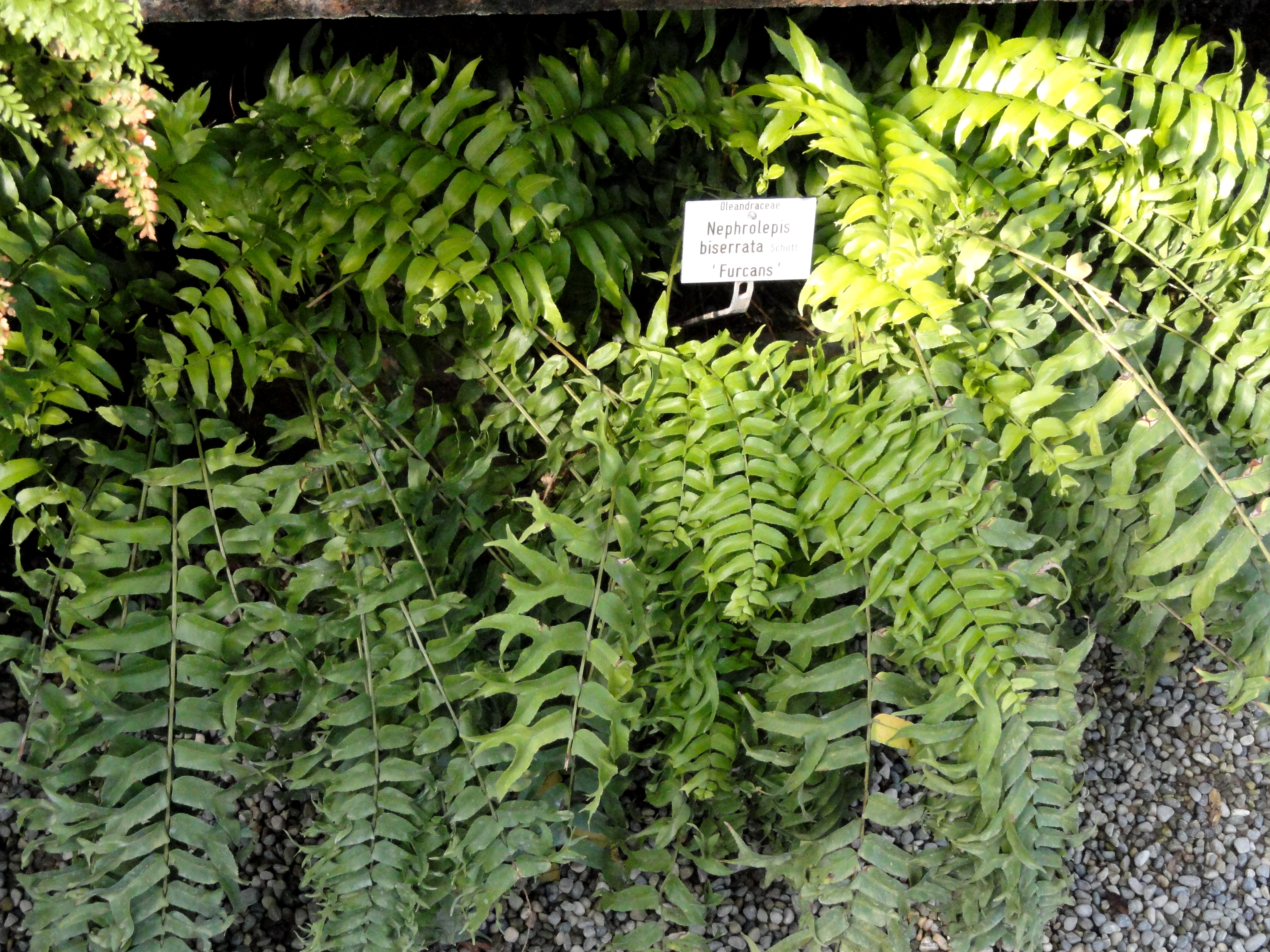 Nephrolepis biserrata — reference photo