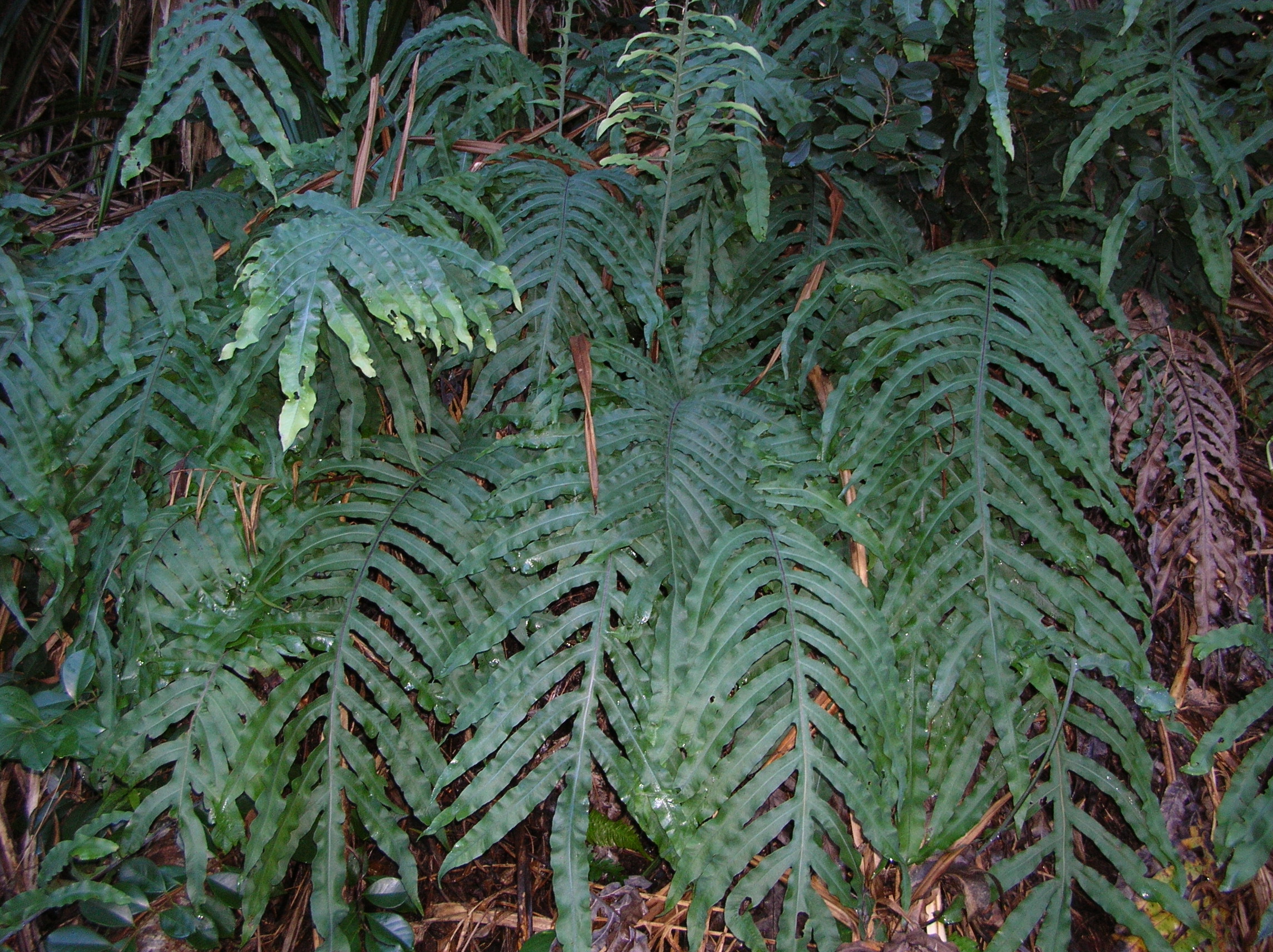 Phlebodium aureum — reference photo