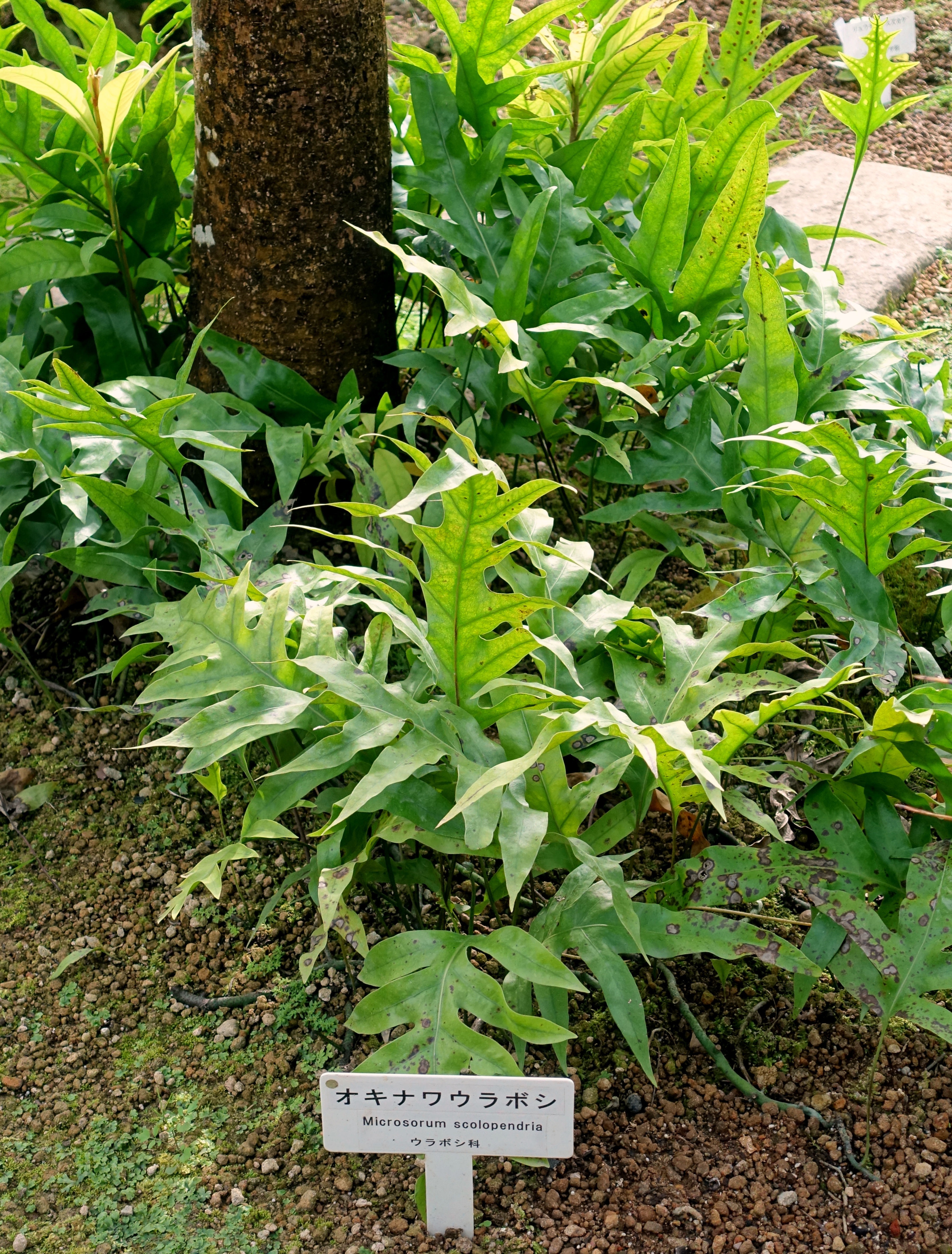Microsorum scolopendria — reference photo
