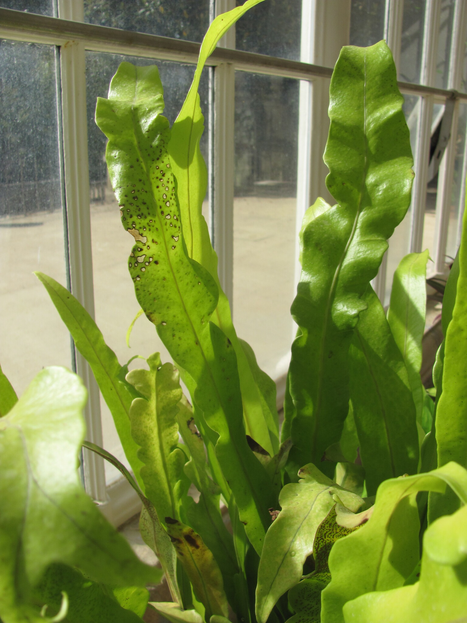 Microsorum punctatum — reference photo
