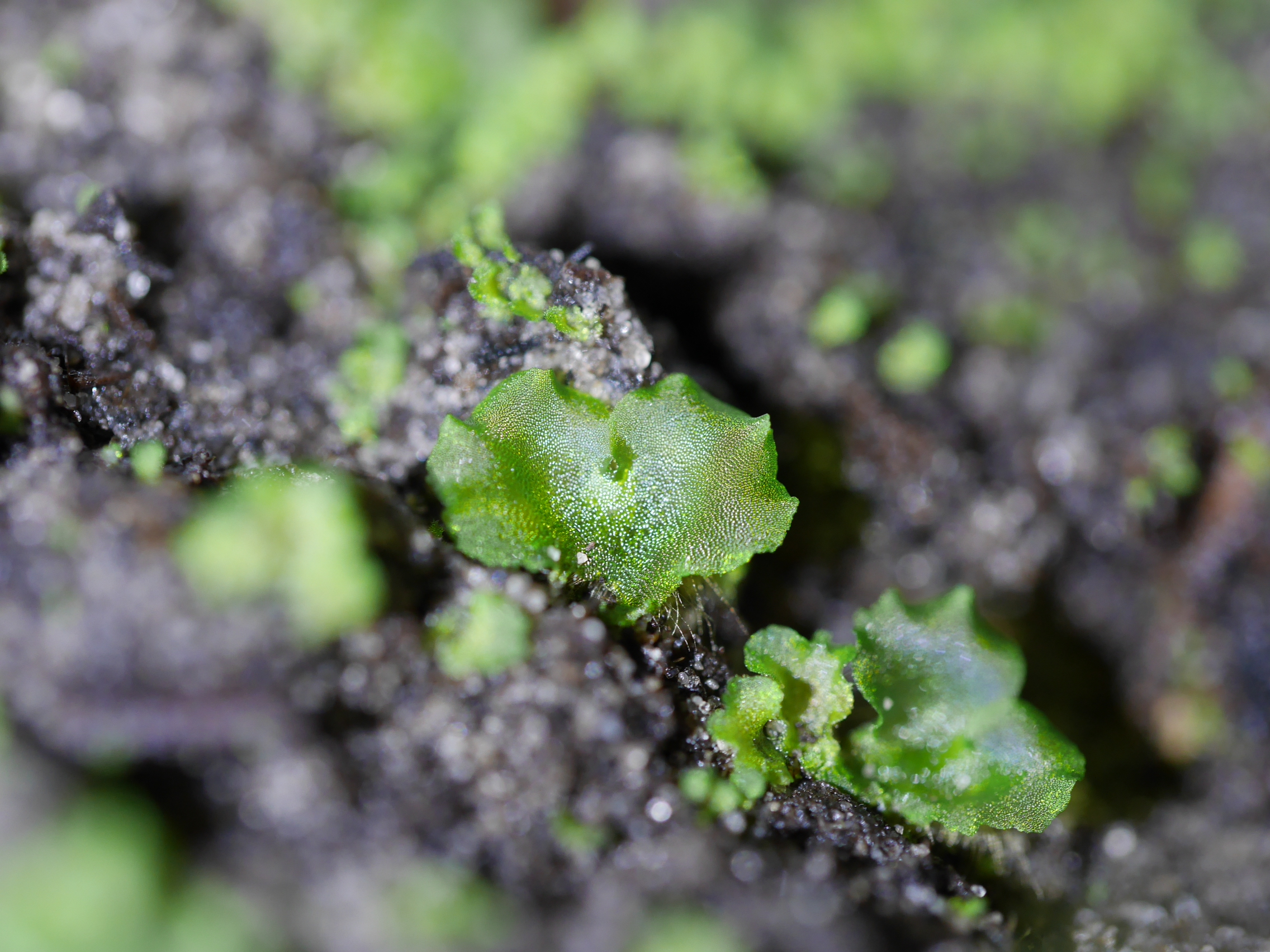 Asplenium scolopendrium — reference photo