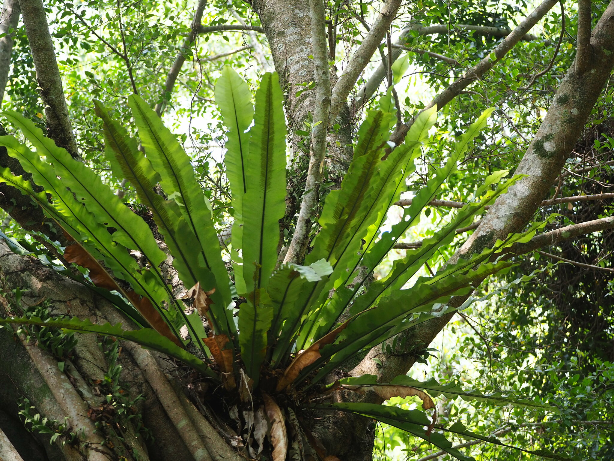 Asplenium nidus — reference photo