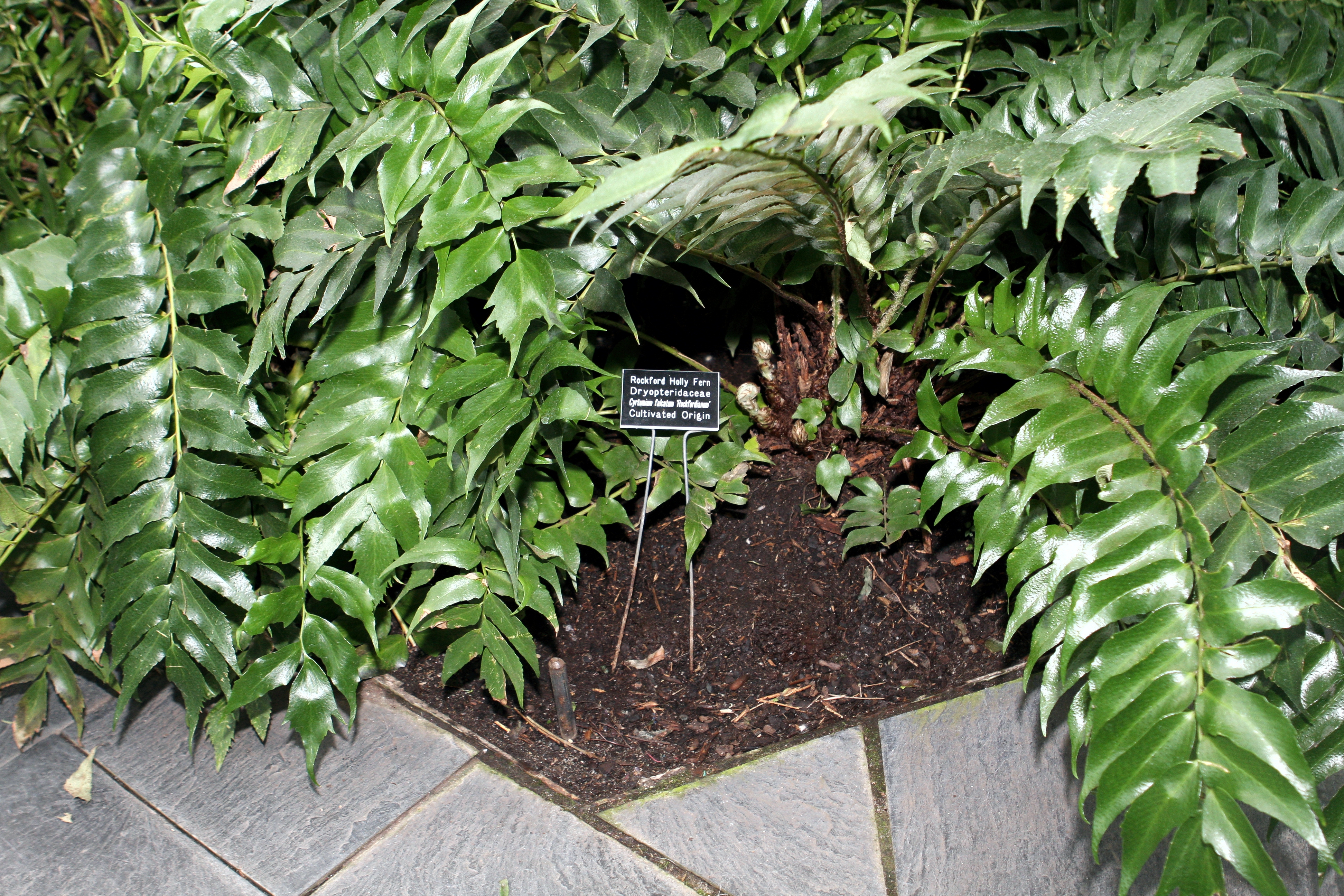 Cyrtomium falcatum — reference photo