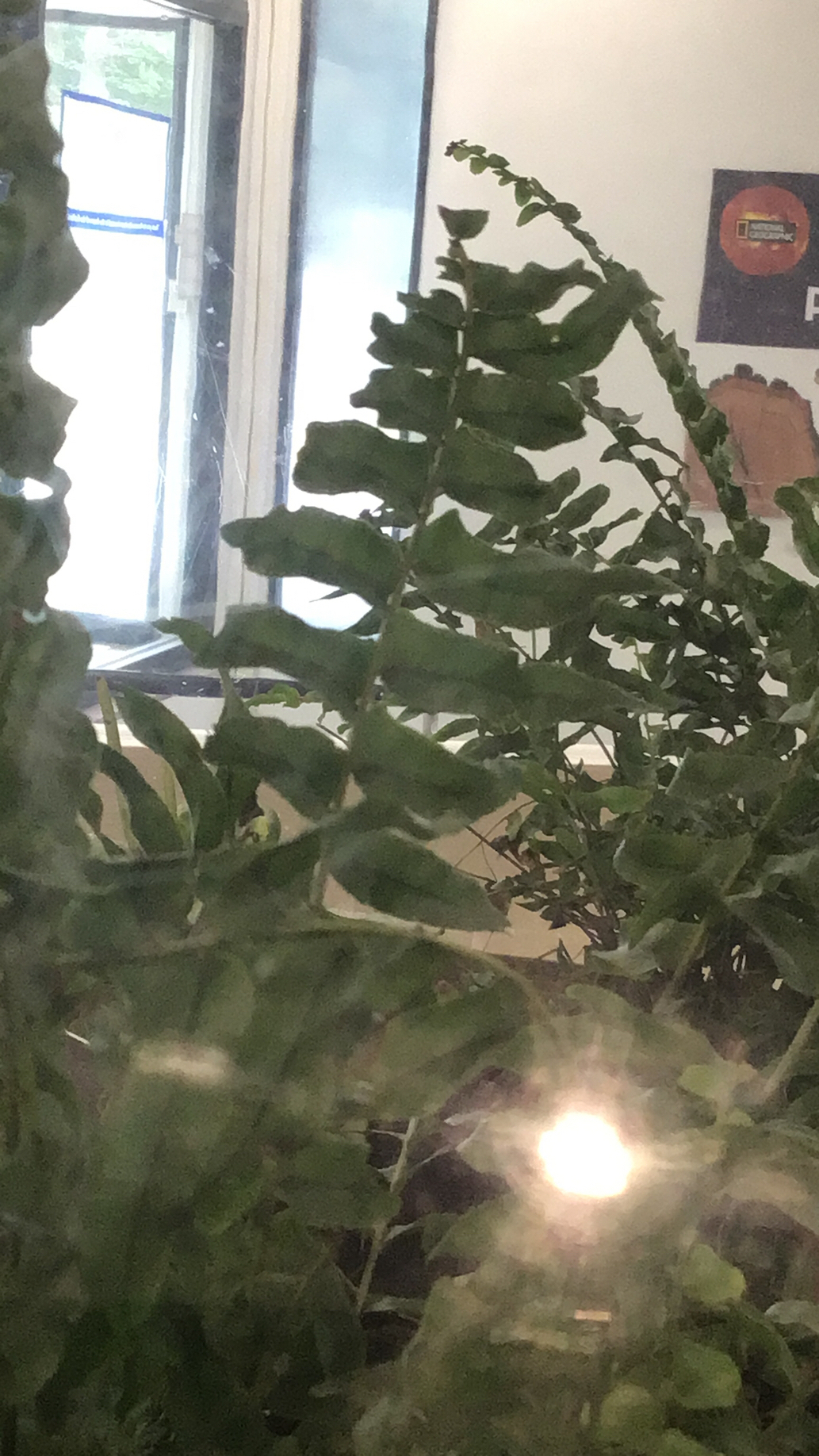 Nephrolepis exaltata — reference photo