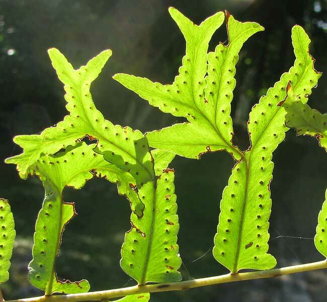 Nephrolepis falcata — reference photo
