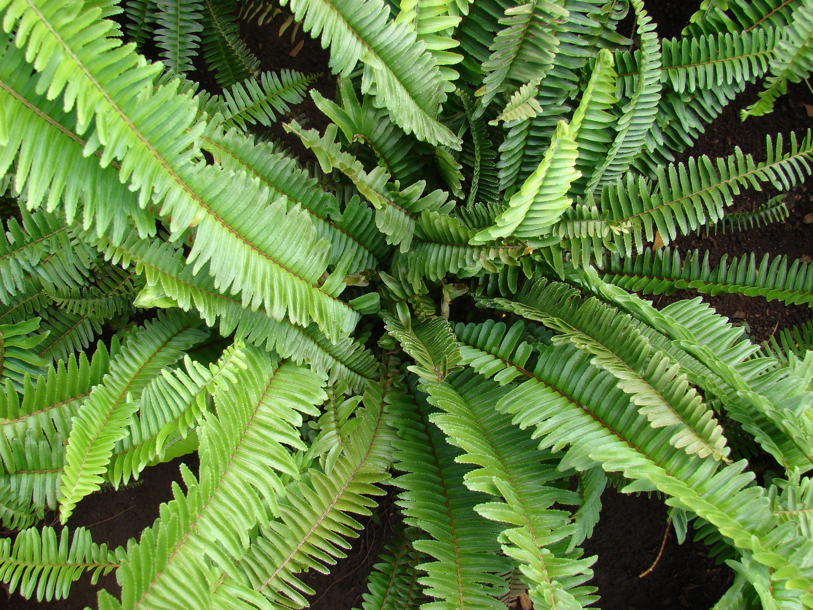 Nephrolepis cordifolia — reference photo