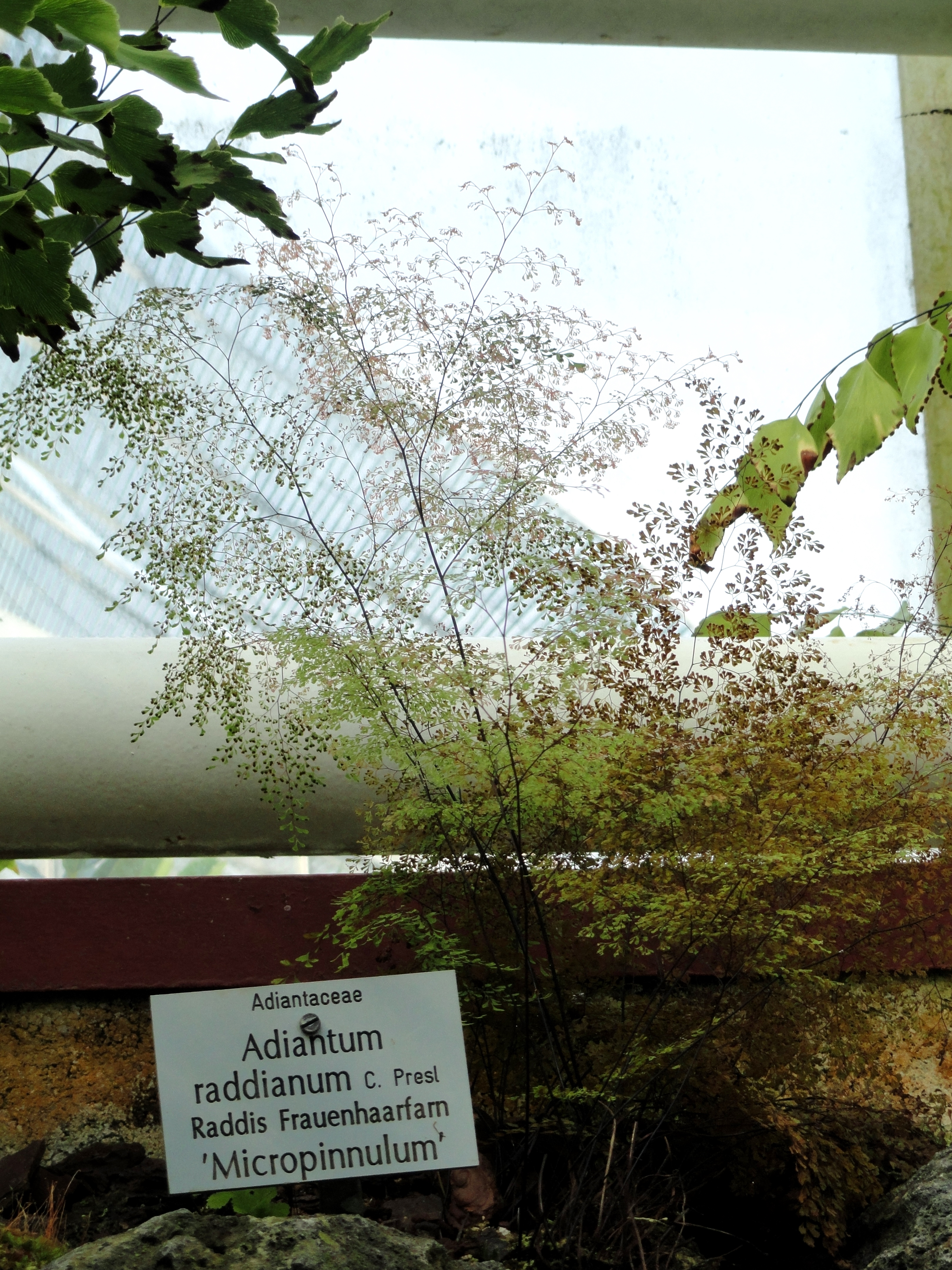 Adiantum raddianum — reference photo