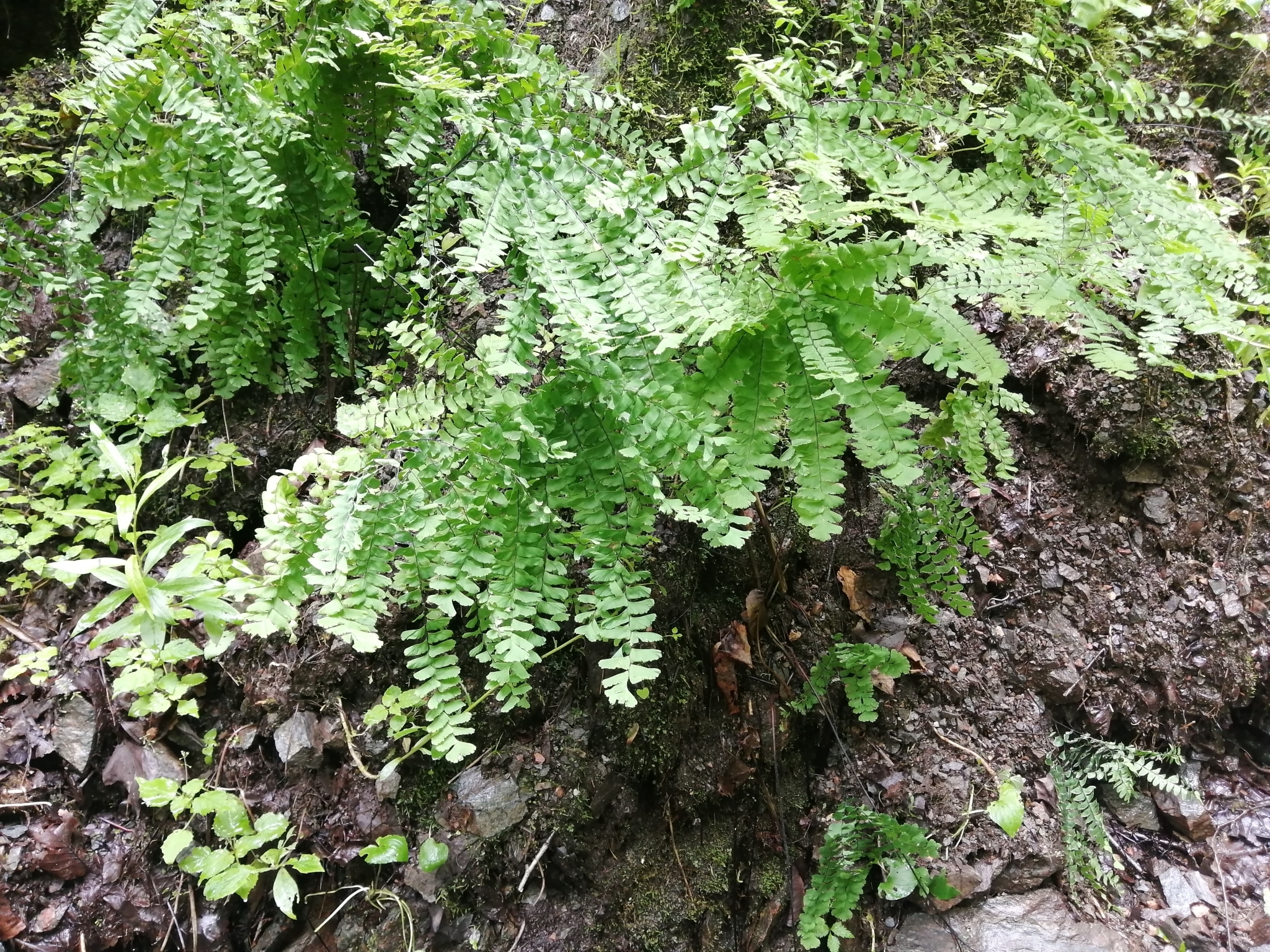 Adiantum pedatum — reference photo