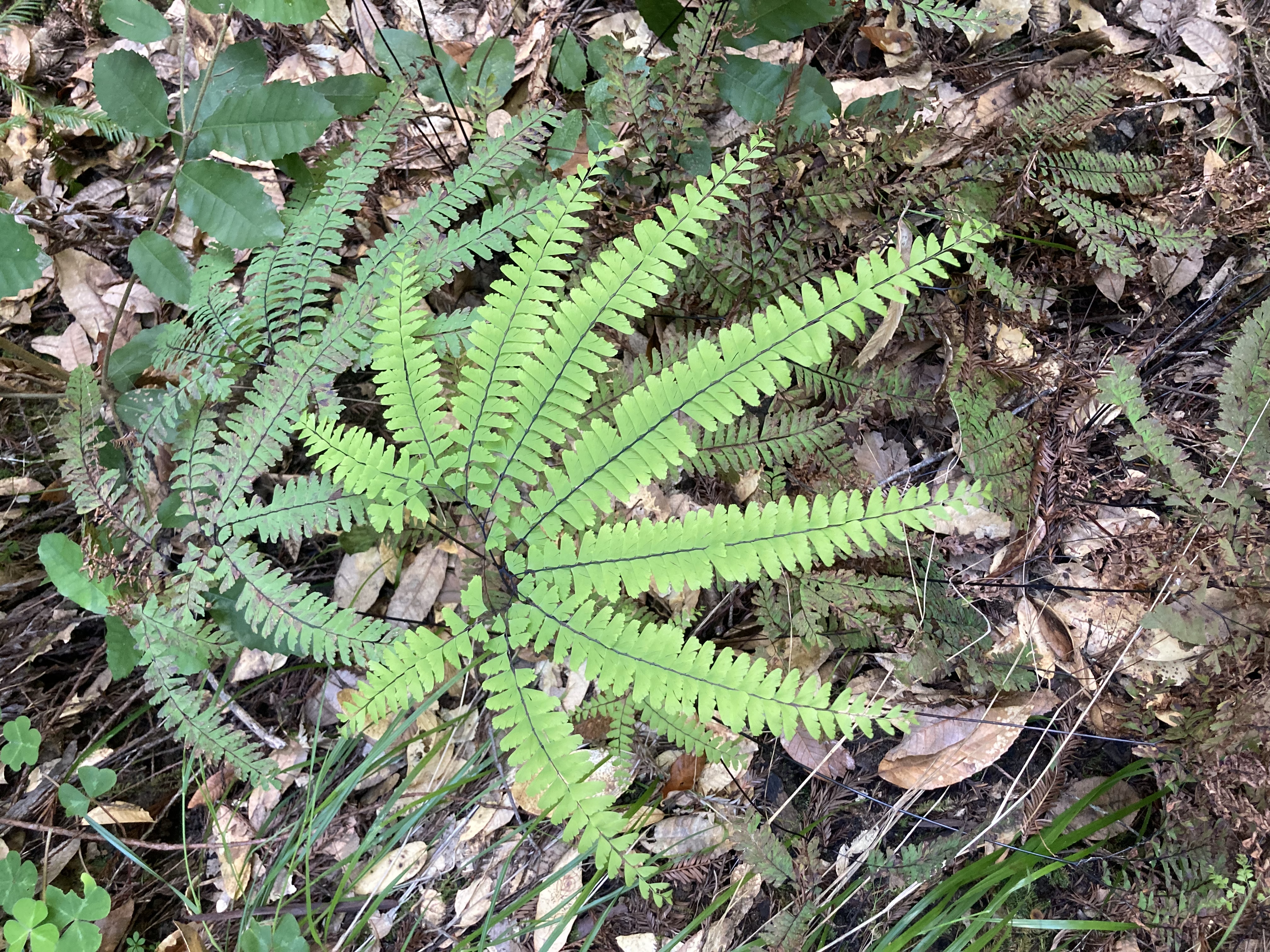 Adiantum aleuticum — reference photo