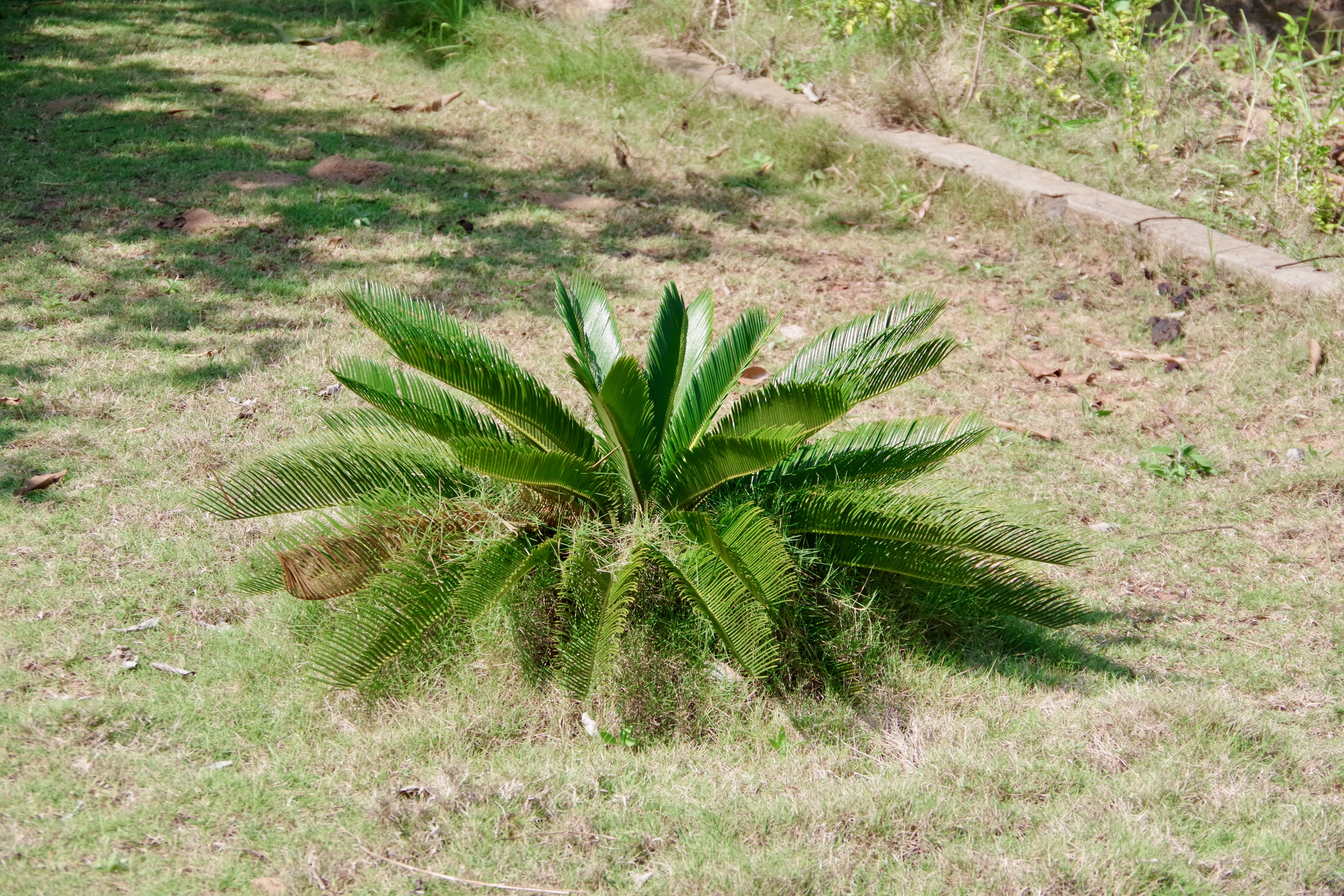 Cycas revoluta — reference photo