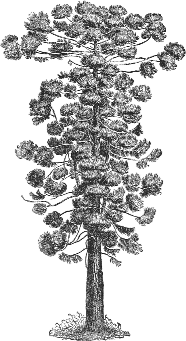 Araucaria angustifolia — reference photo