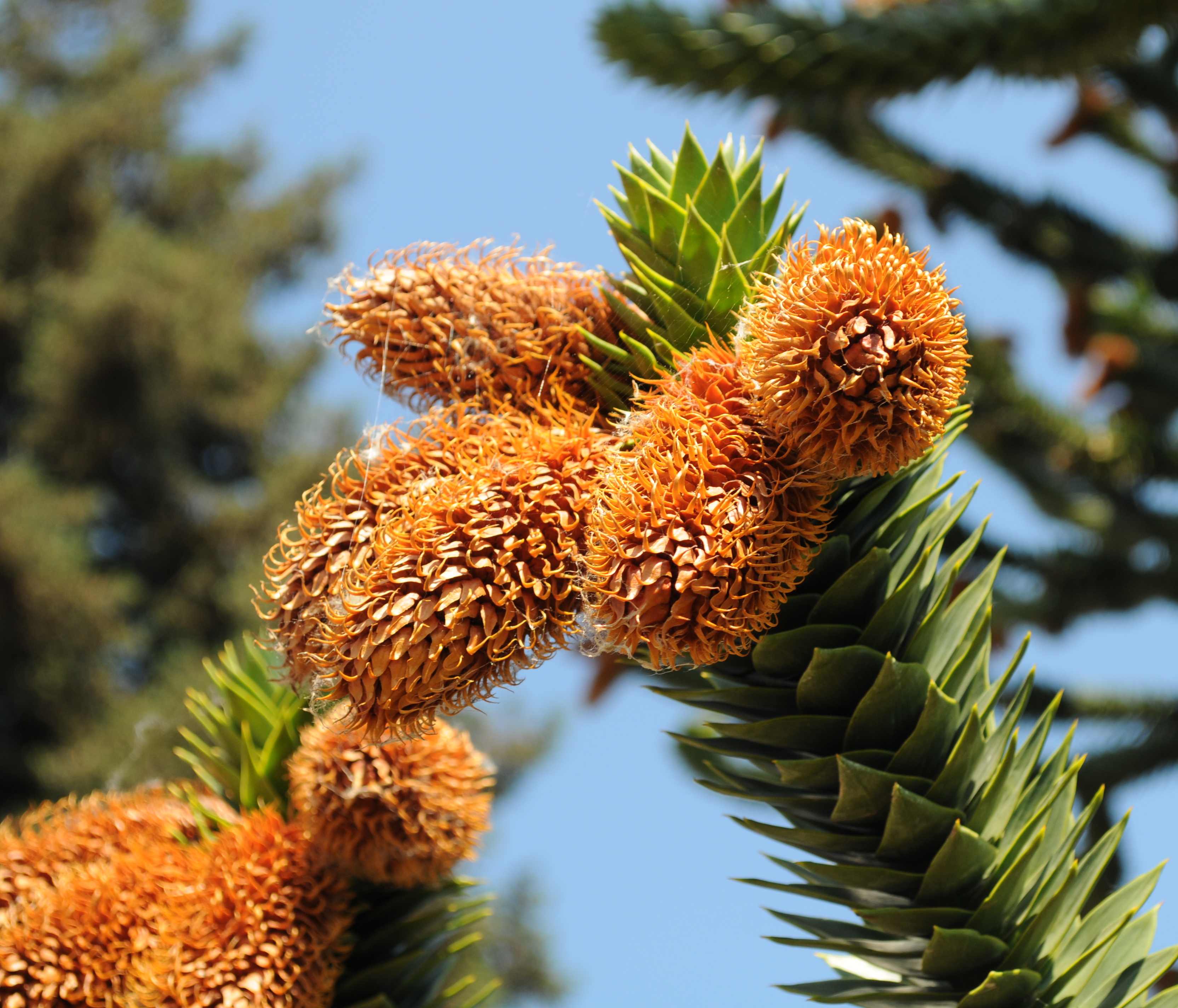 Araucaria araucana — reference photo
