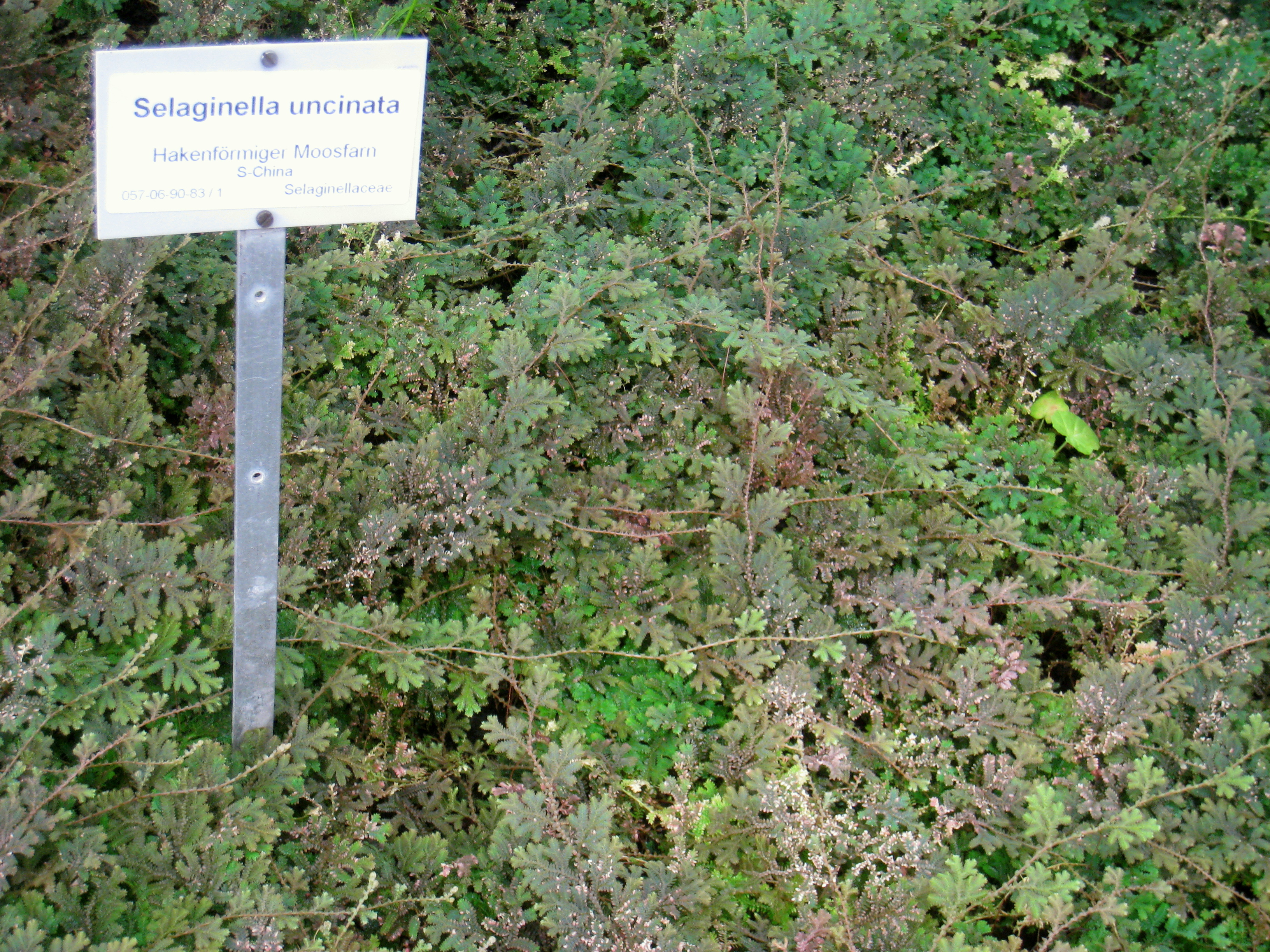 Selaginella uncinata — reference photo