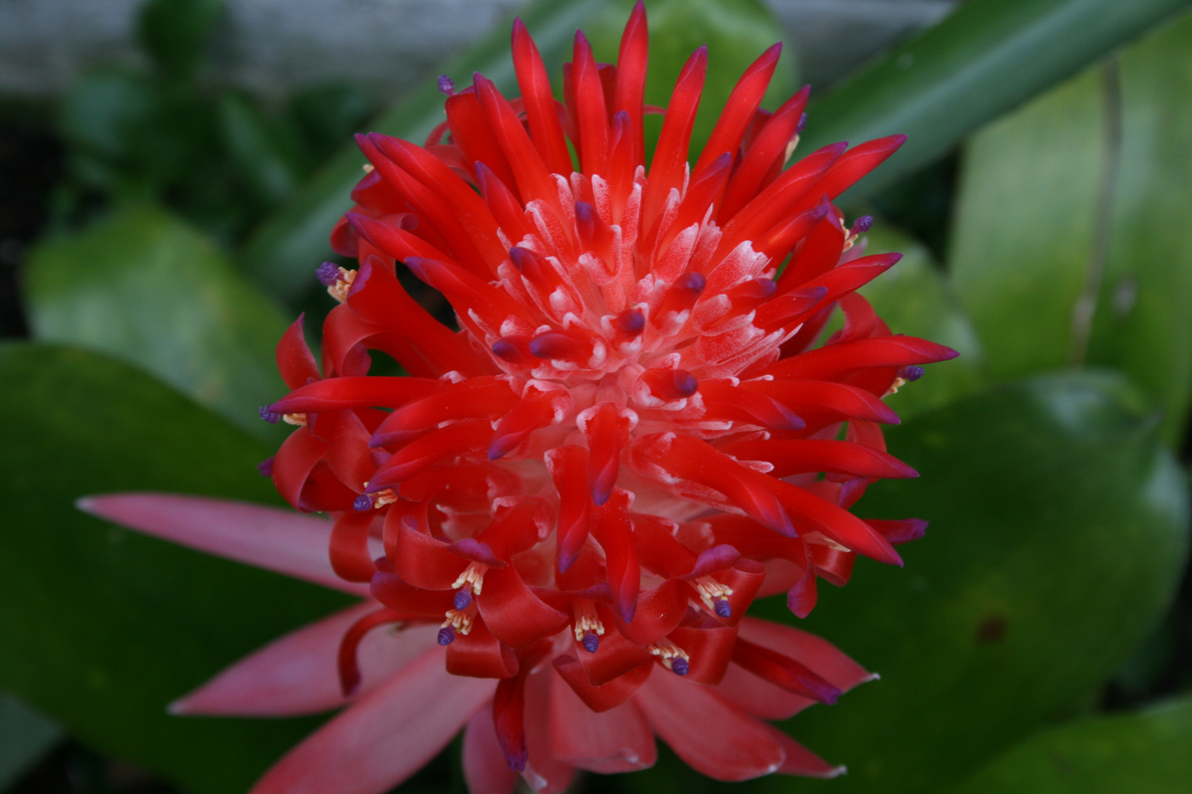Billbergia pyramidalis — reference photo