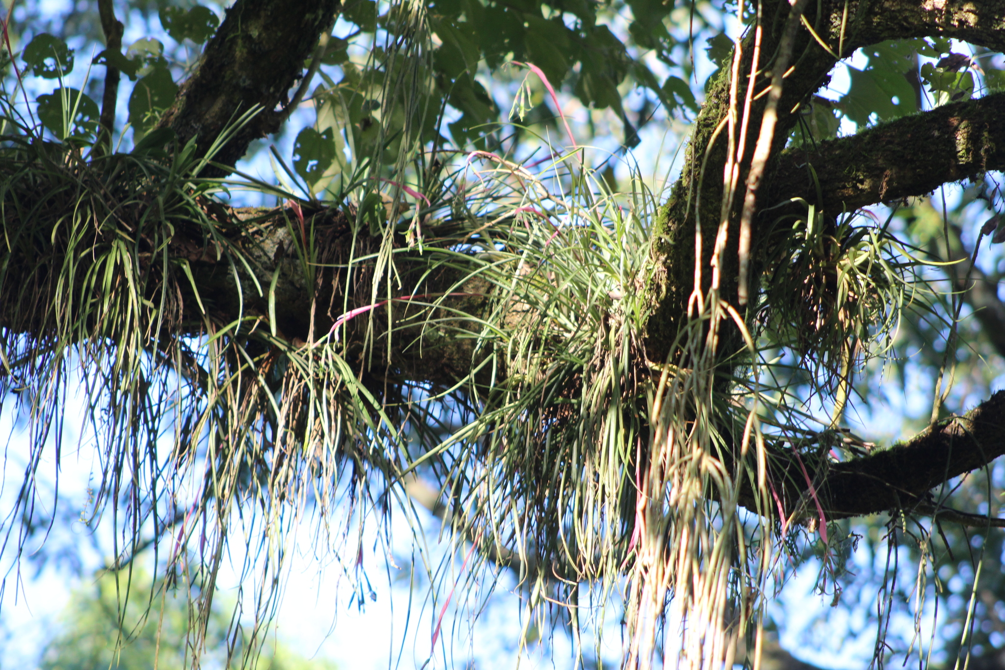 Billbergia nutans — reference photo