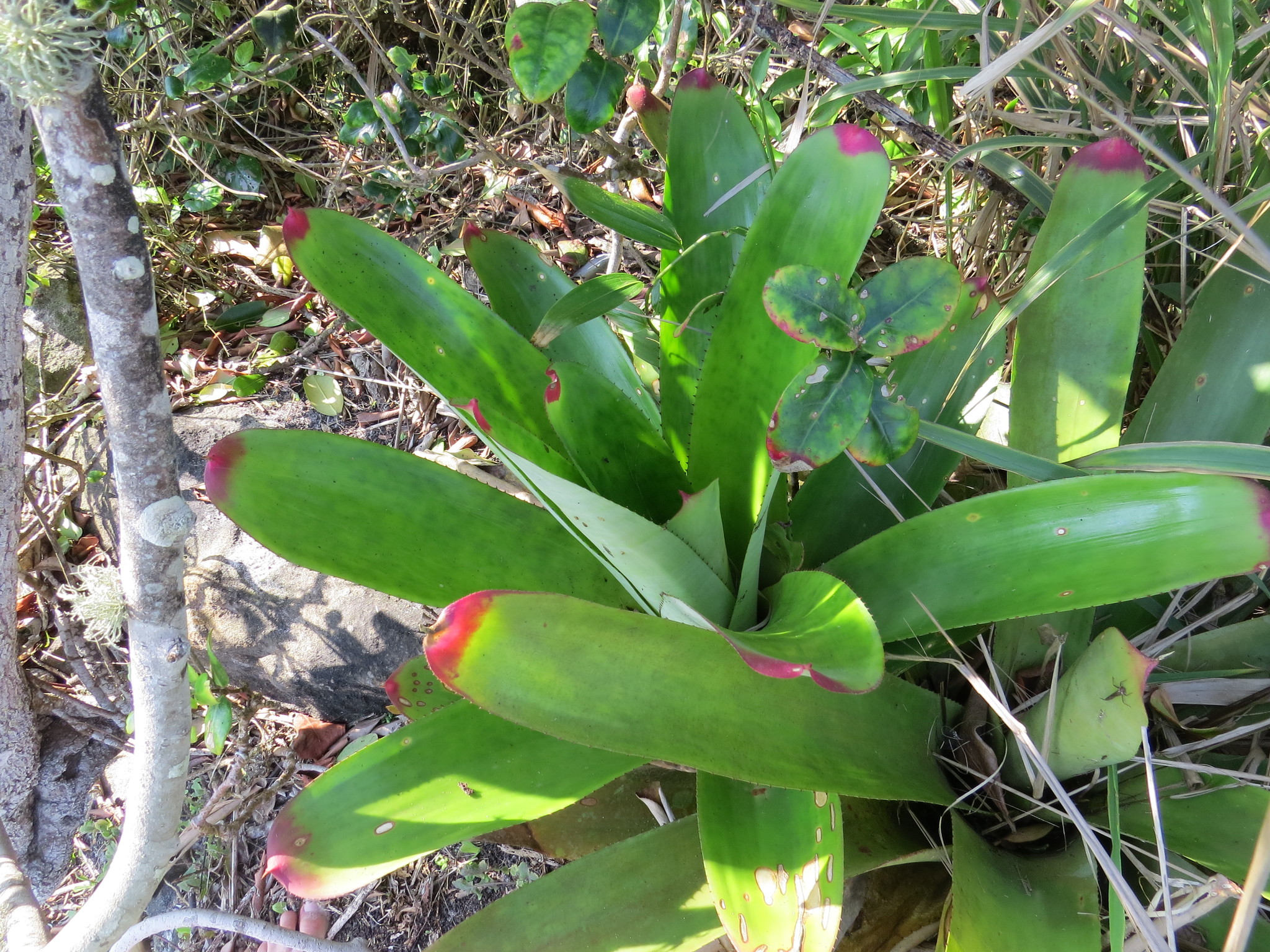 Neoregelia cruenta — reference photo
