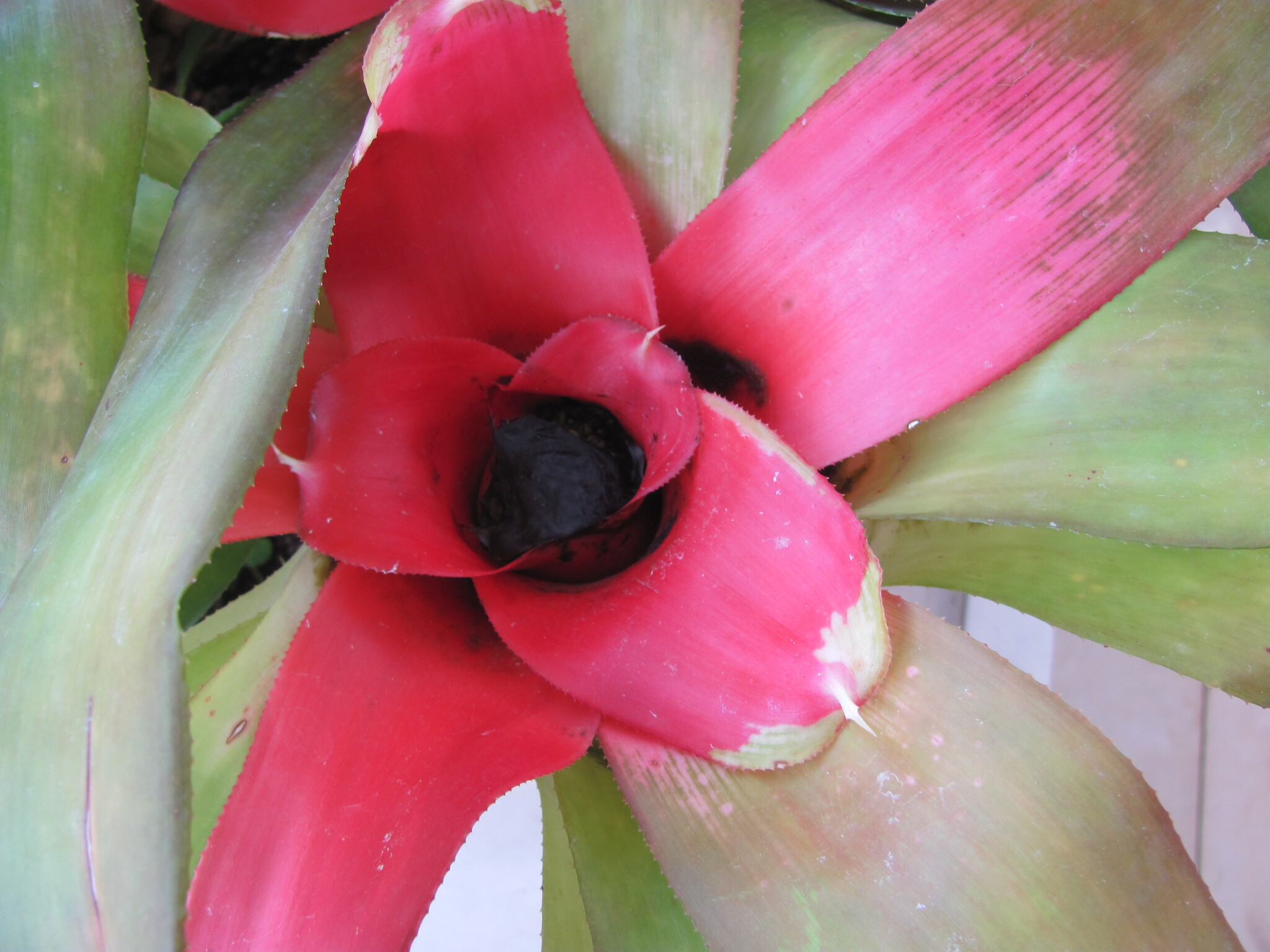 Neoregelia carolinae — reference photo