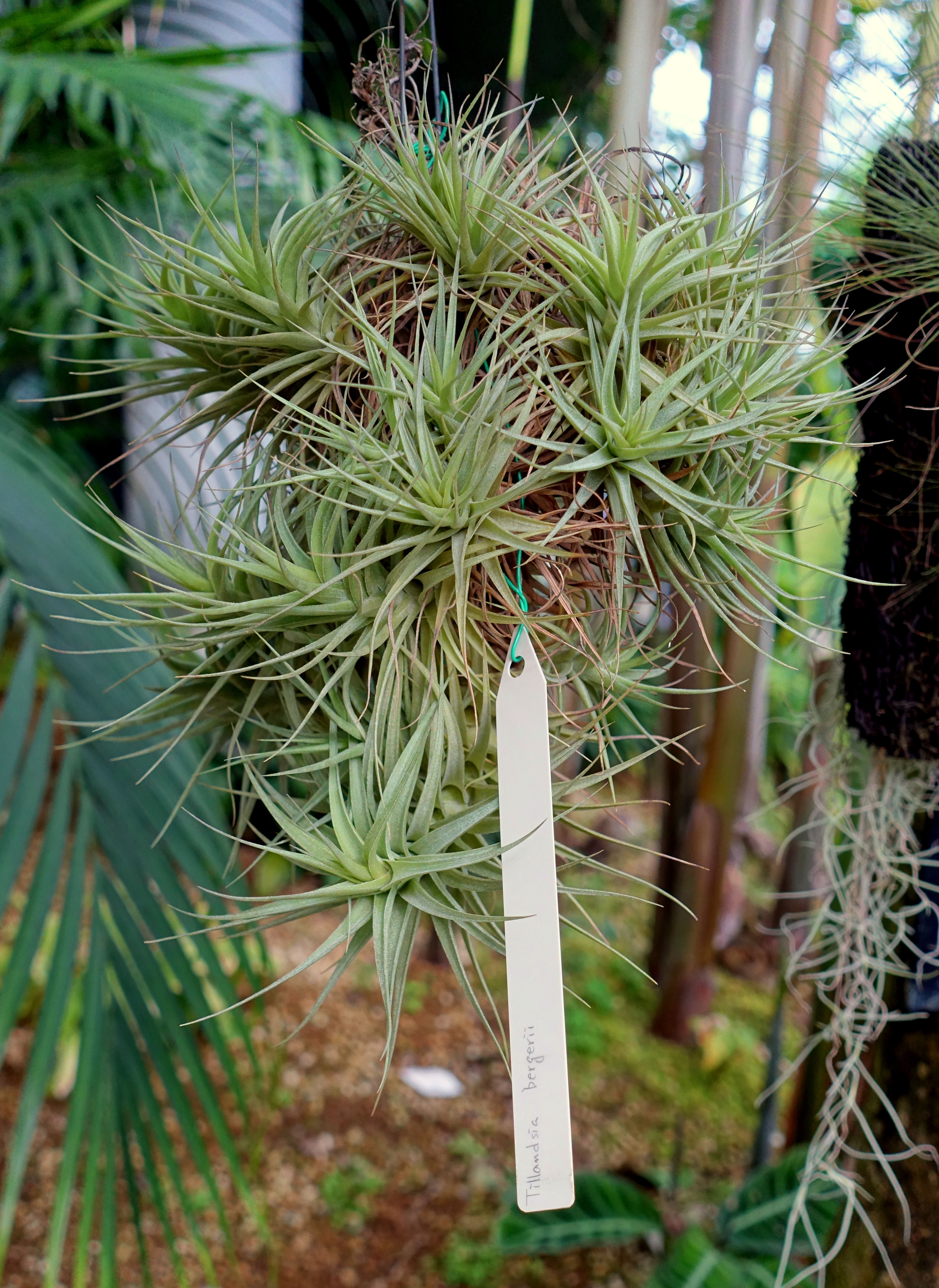 Tillandsia bergeri — reference photo