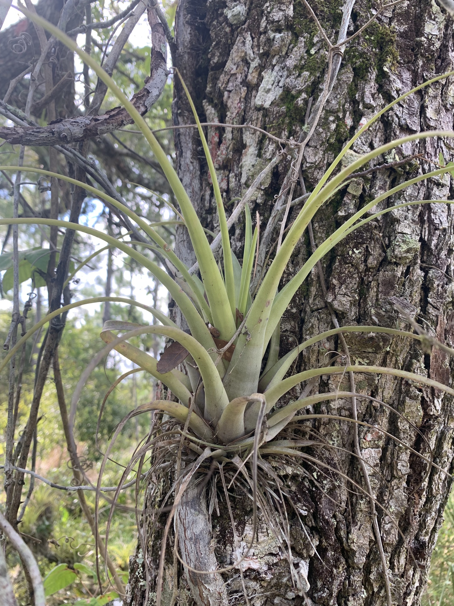 Tillandsia utriculata — reference photo