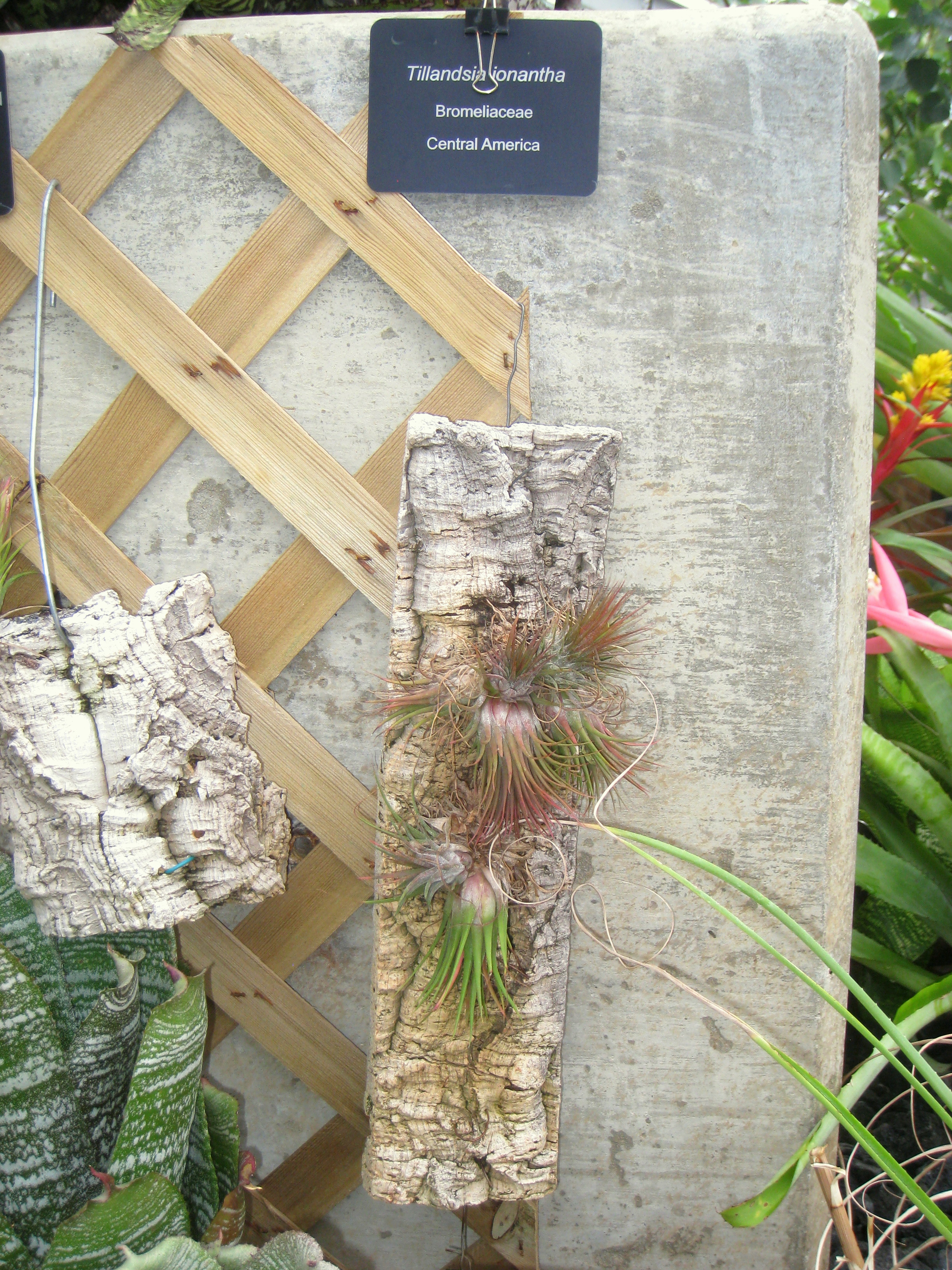 Tillandsia ionantha — reference photo