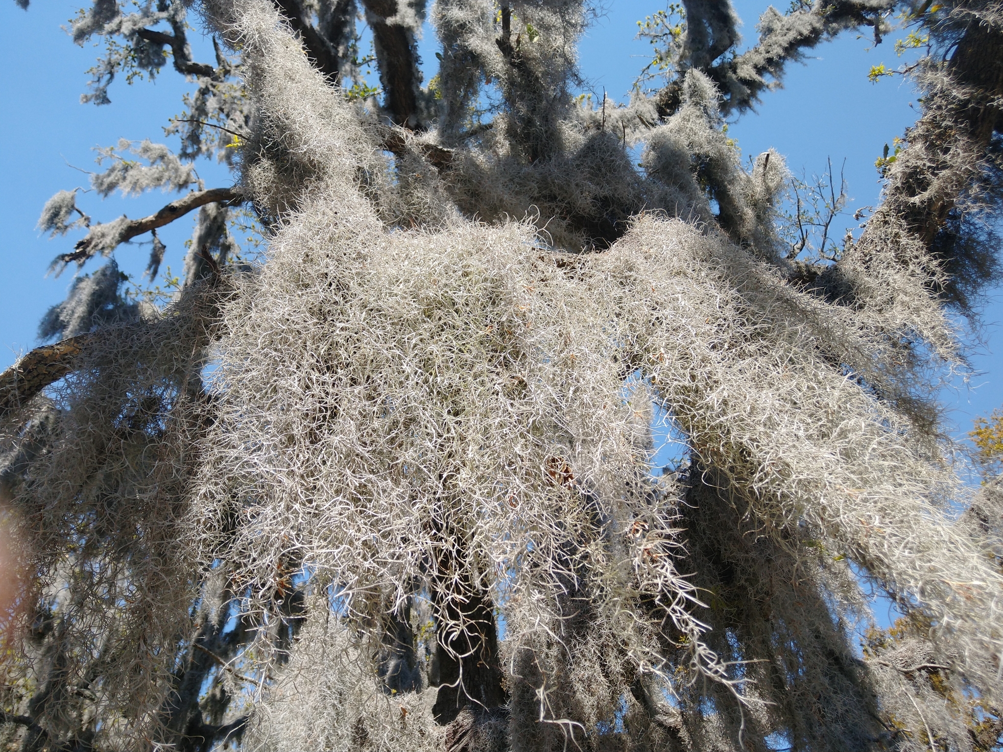 Tillandsia usneoides — reference photo