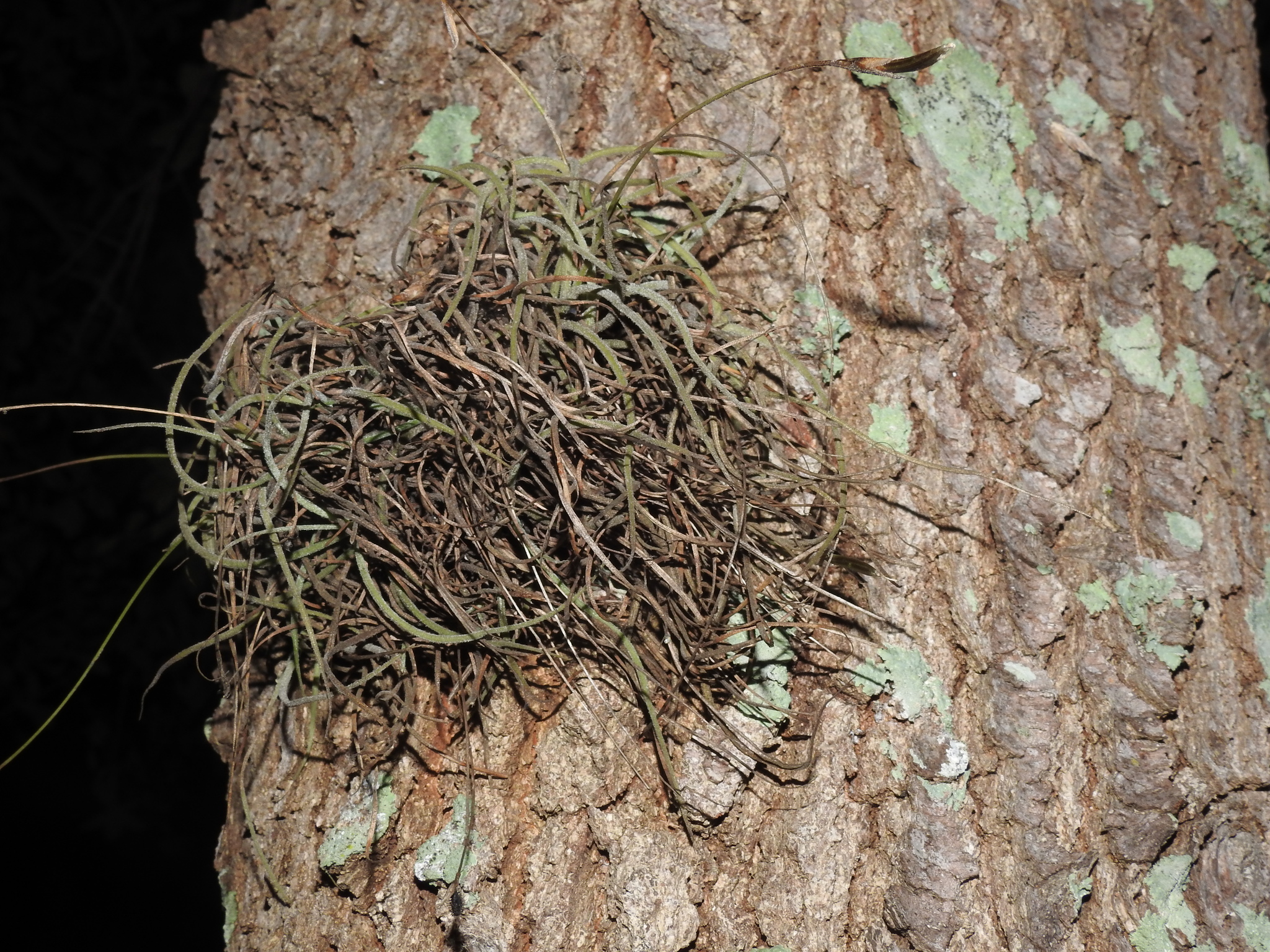 Tillandsia recurvata — reference photo