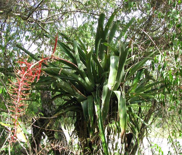 Aechmea bracteata — reference photo
