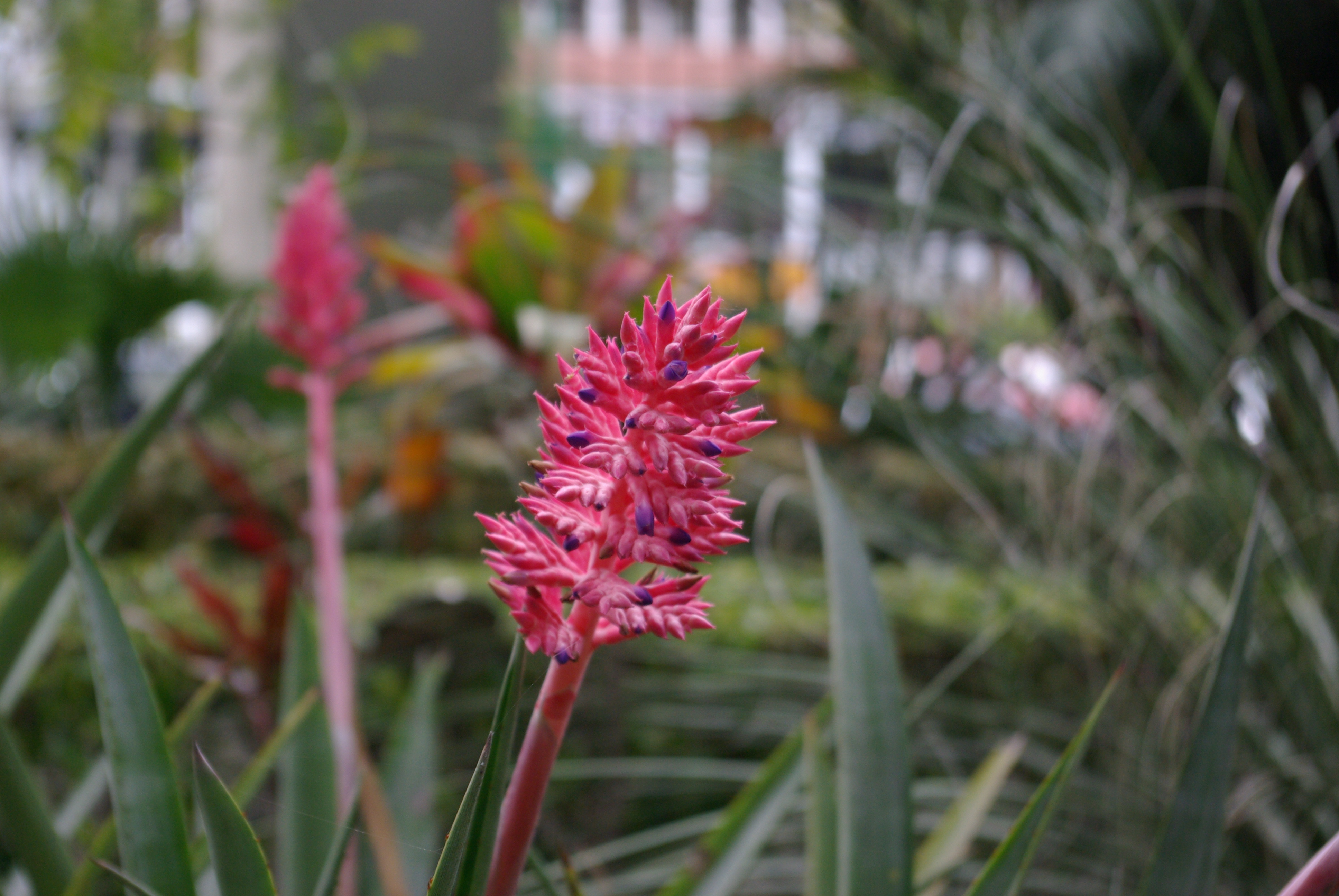 Aechmea distichantha — reference photo