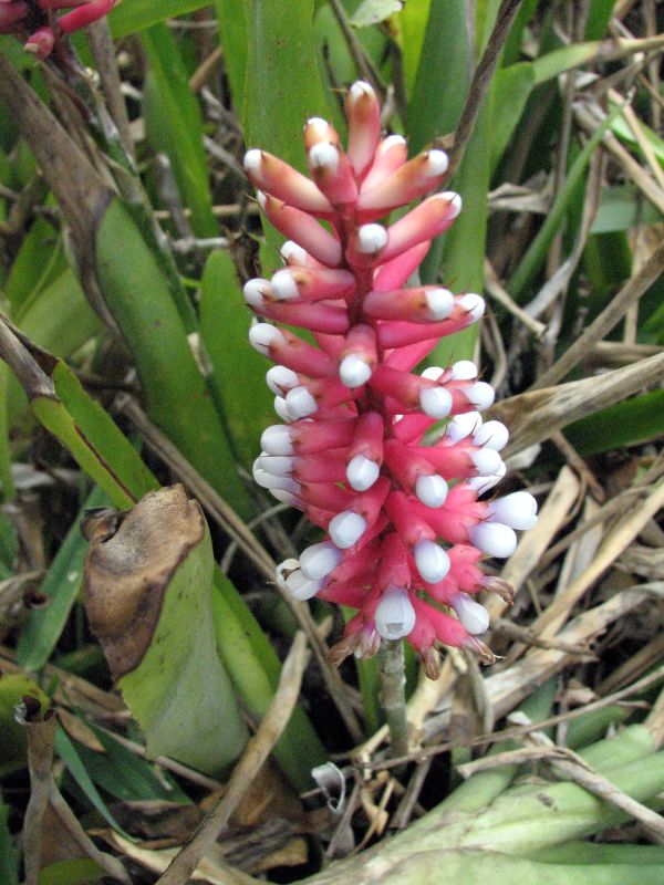 Aechmea gamosepala — reference photo