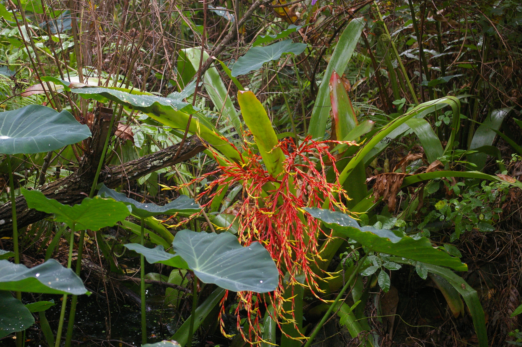 Aechmea blanchetiana — reference photo
