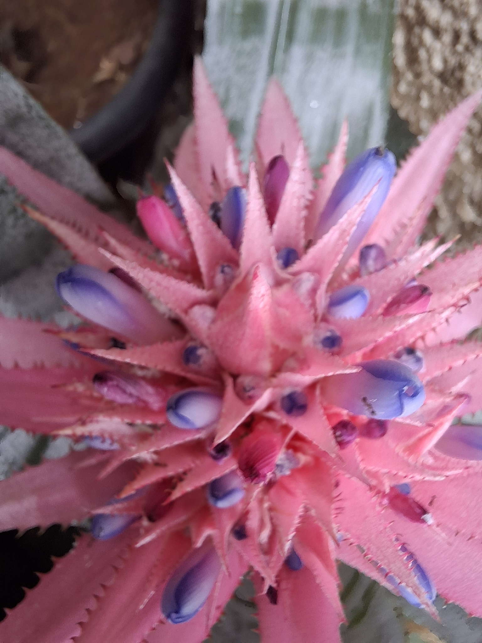 Aechmea fasciata — reference photo