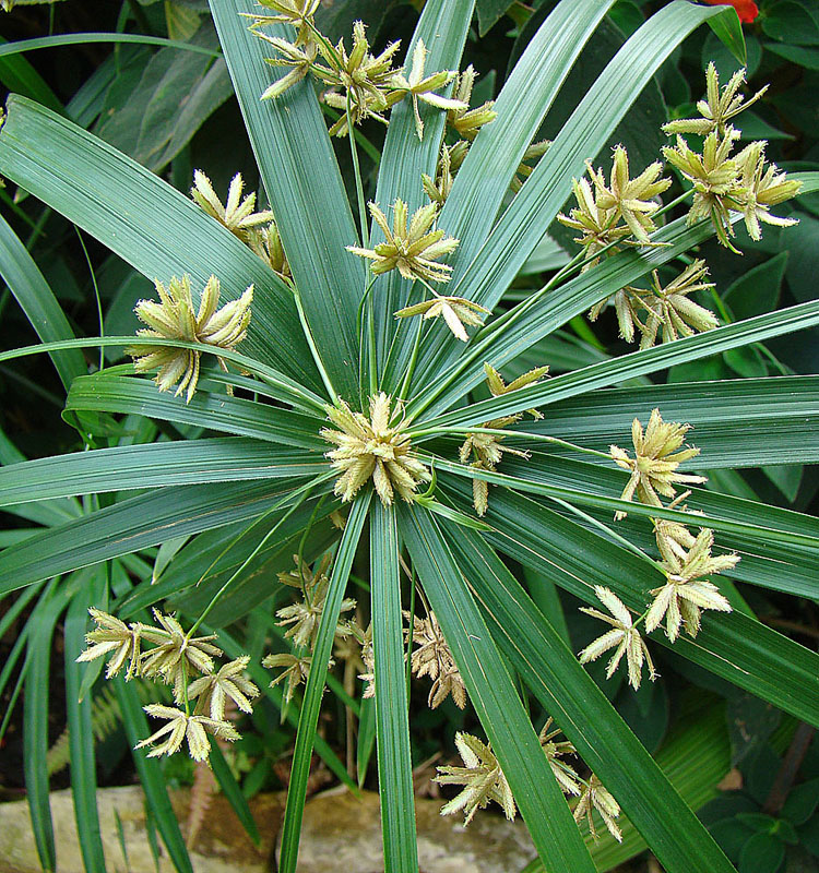 Cyperus alternifolius — reference photo