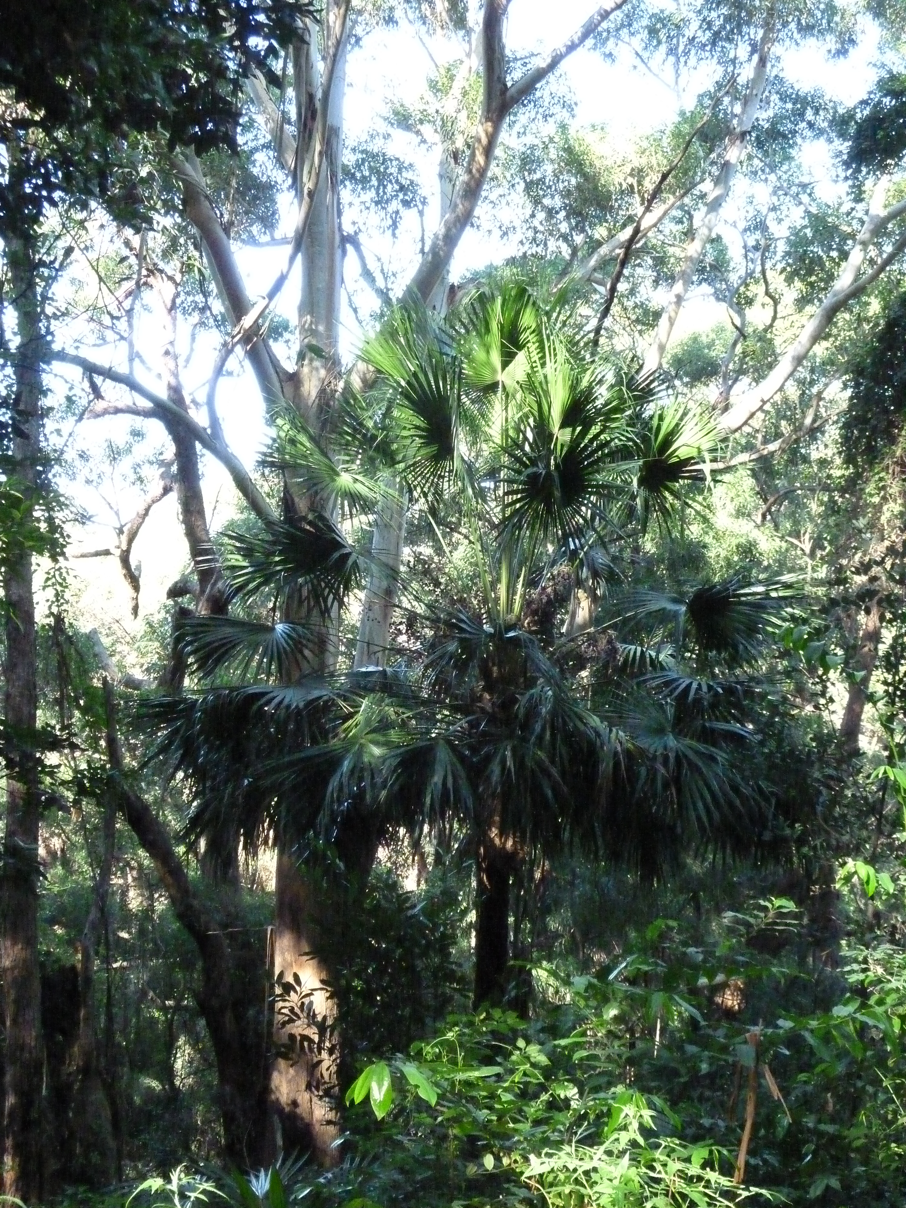 Livistona australis — reference photo