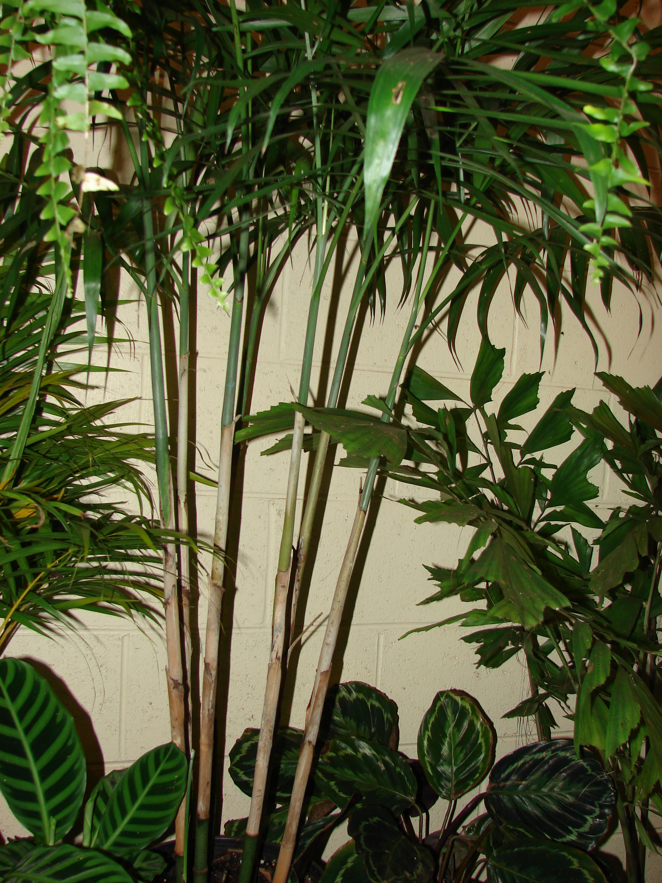 Chamaedorea seifrizii — reference photo