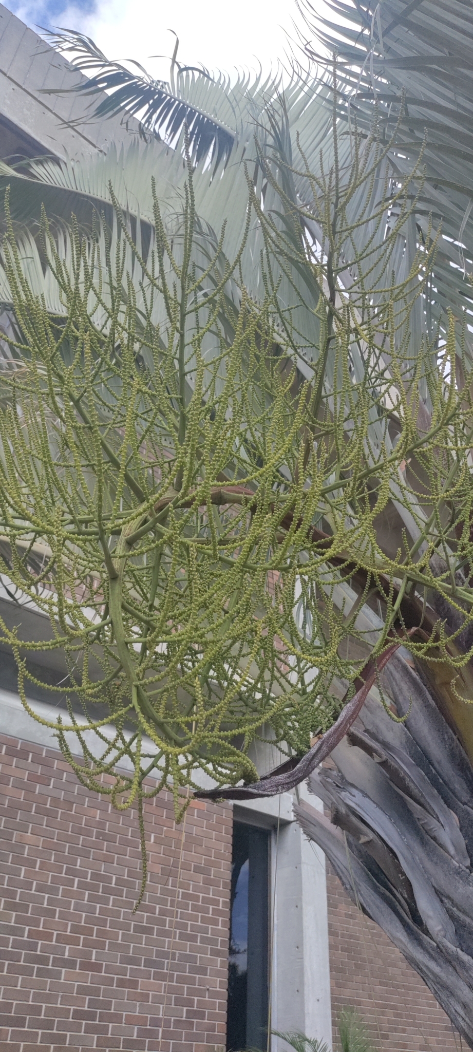 Dypsis decaryi — reference photo