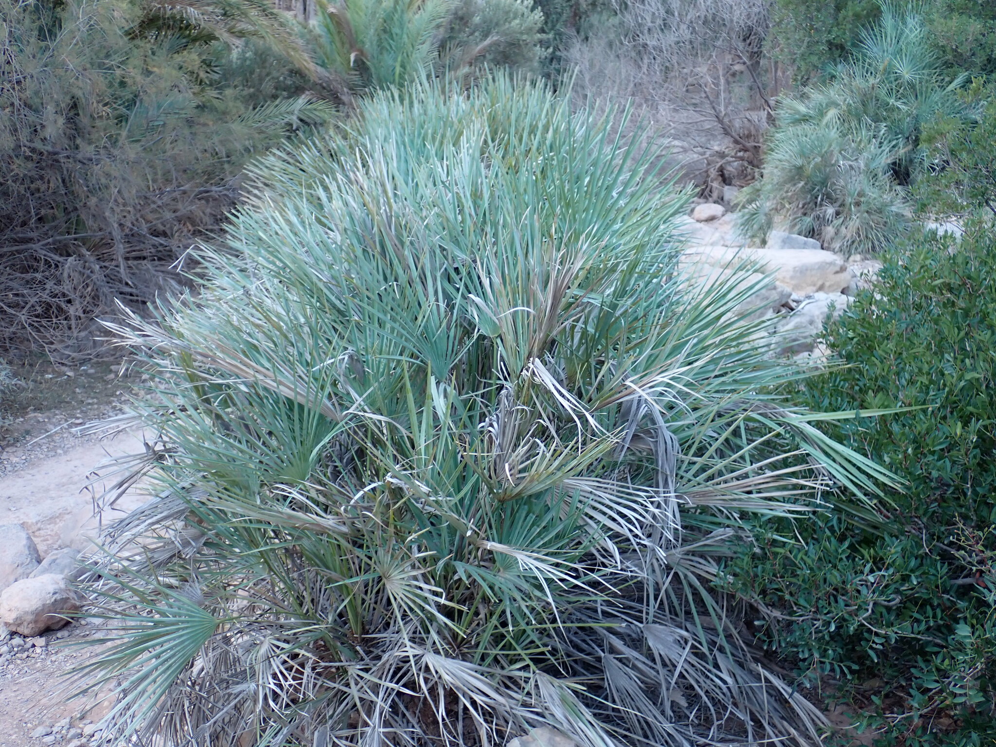 Chamaerops humilis — reference photo