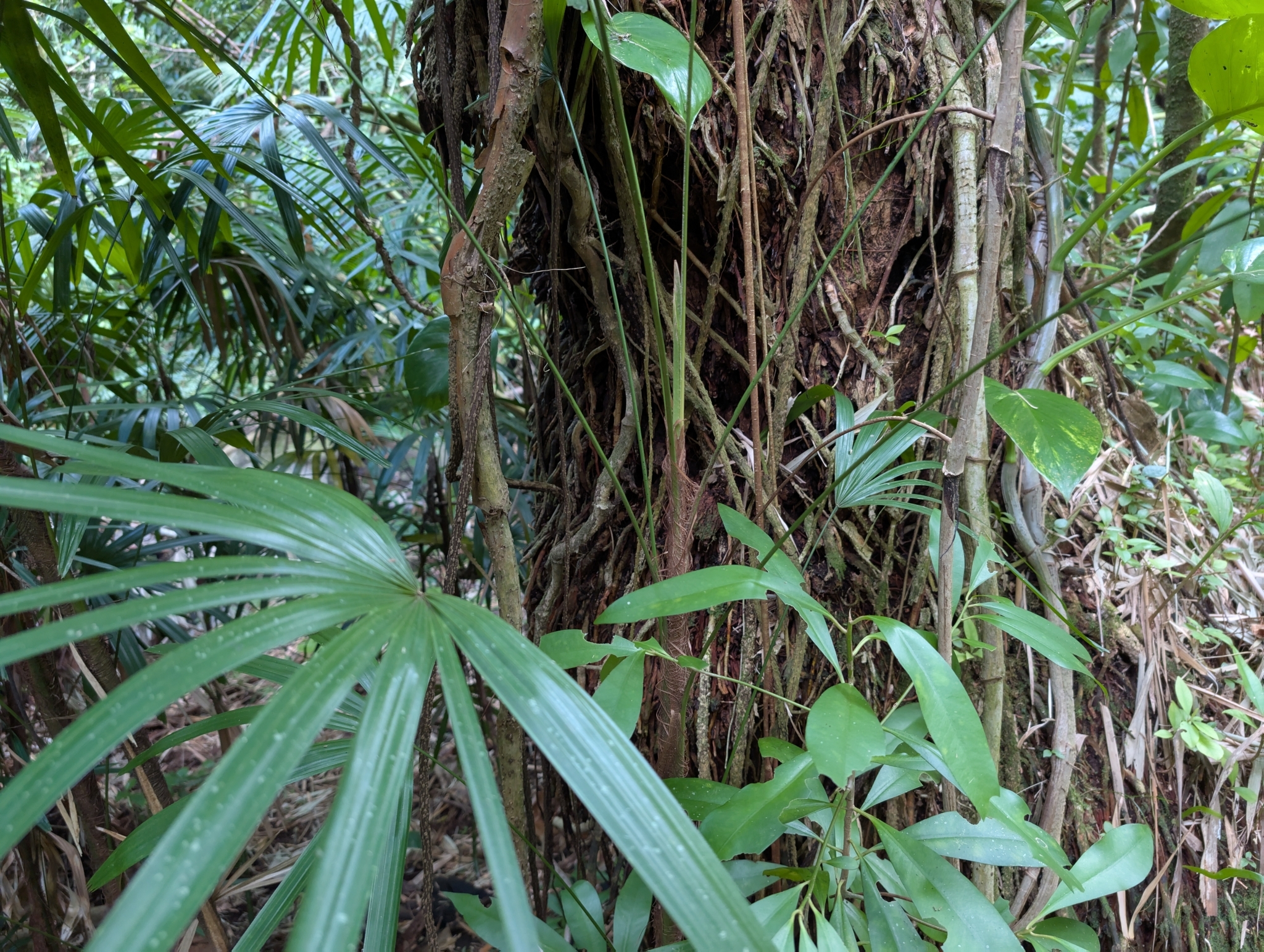 Rhapis excelsa — reference photo