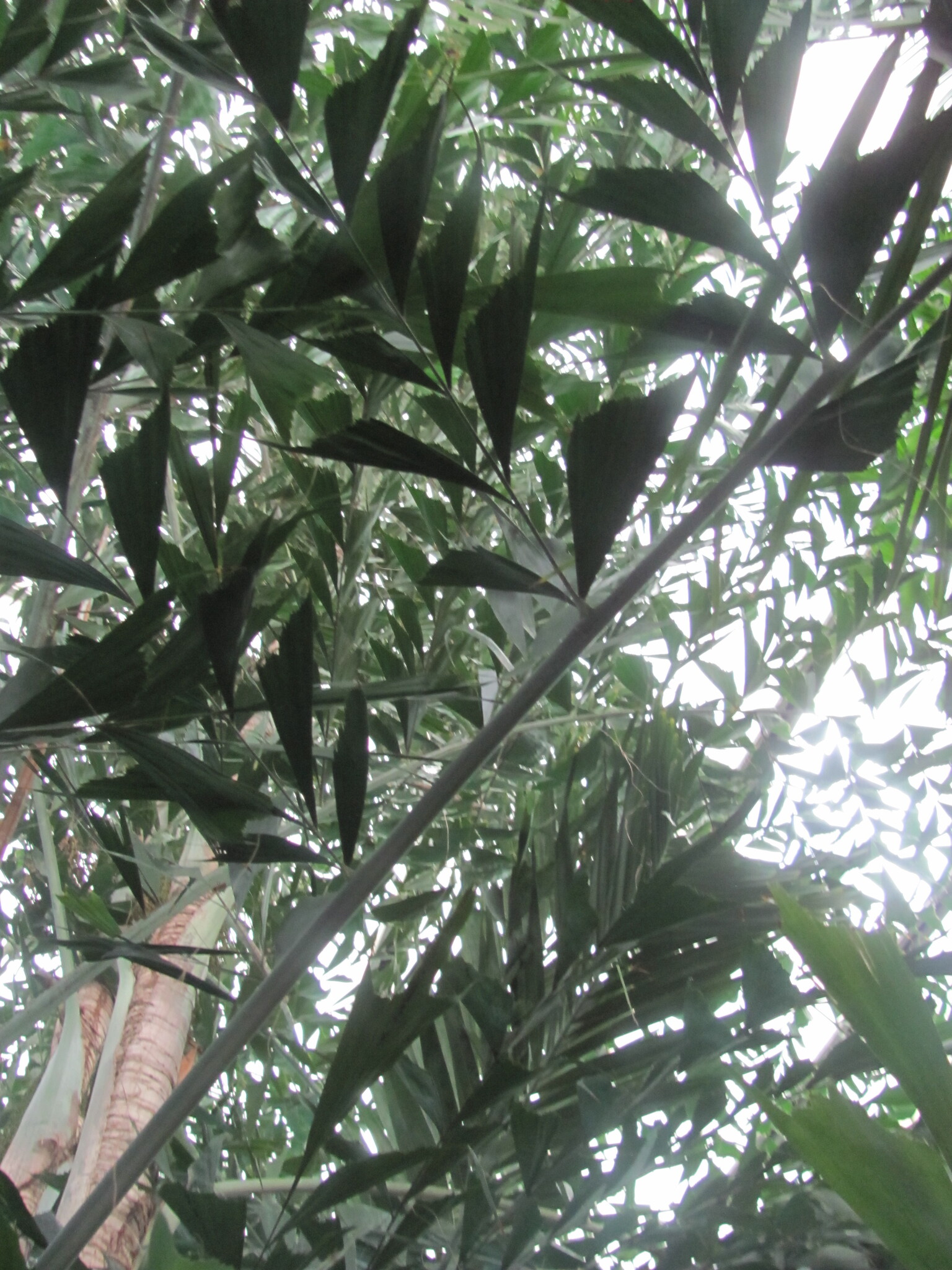 Caryota mitis — reference photo