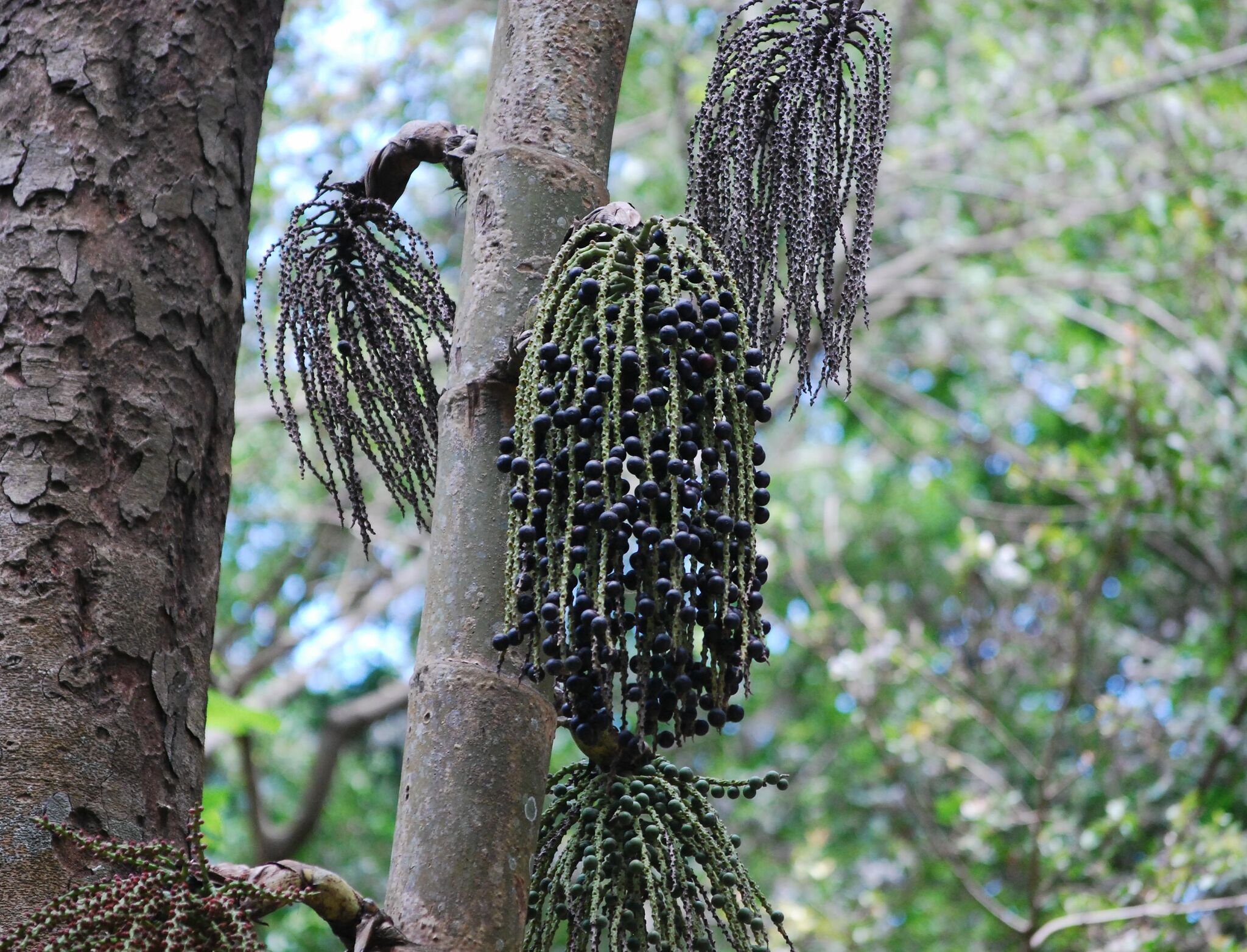 Caryota urens — reference photo